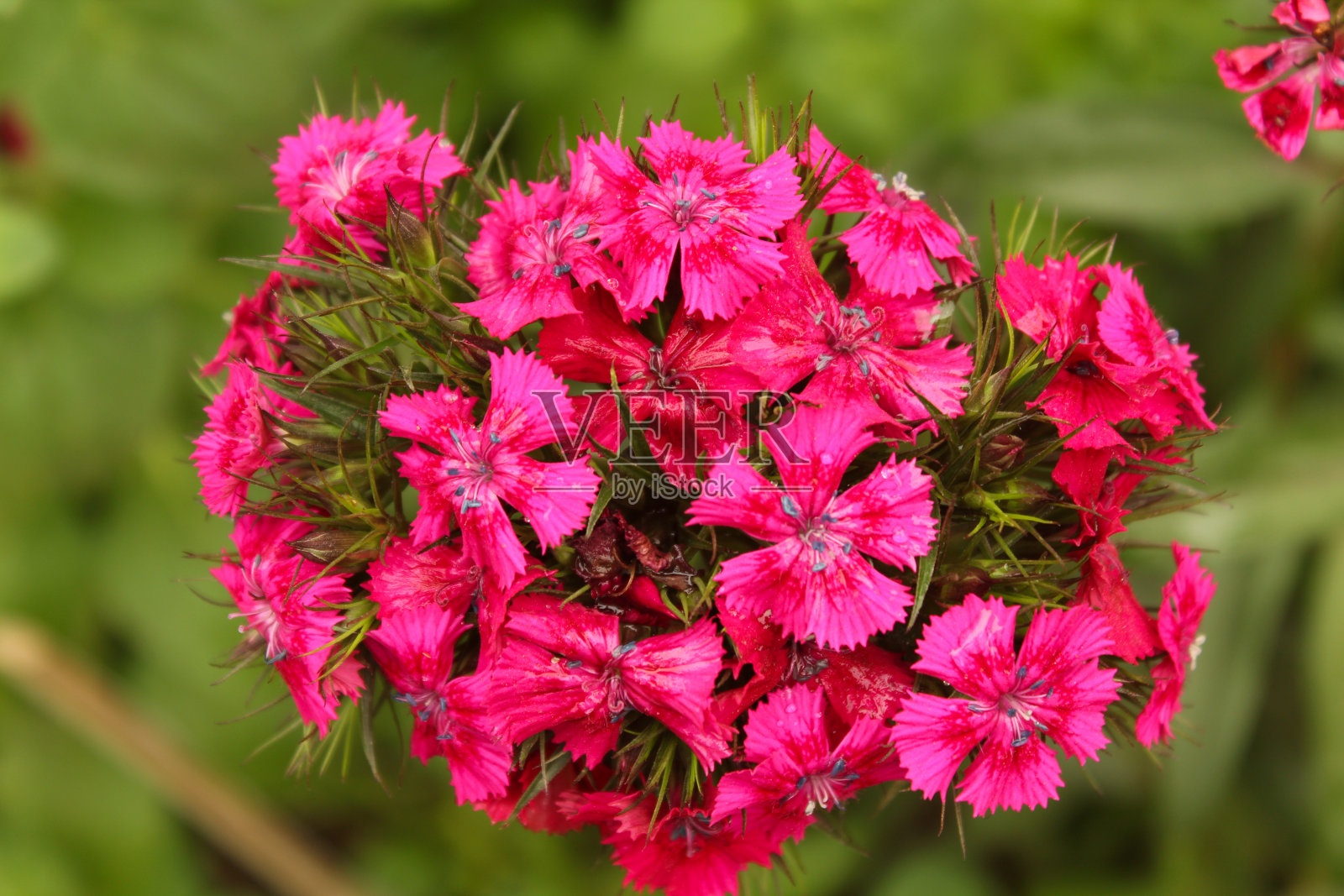 紫色的花照片摄影图片