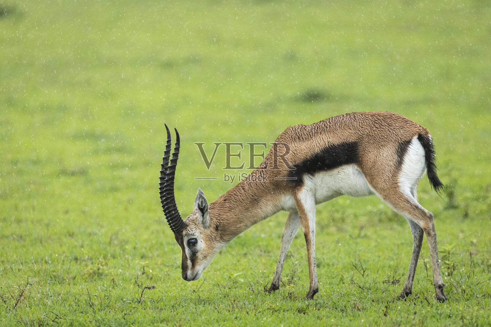 坦桑尼亚恩戈罗戈罗火山口,雄性汤普森瞪羚照片摄影图片