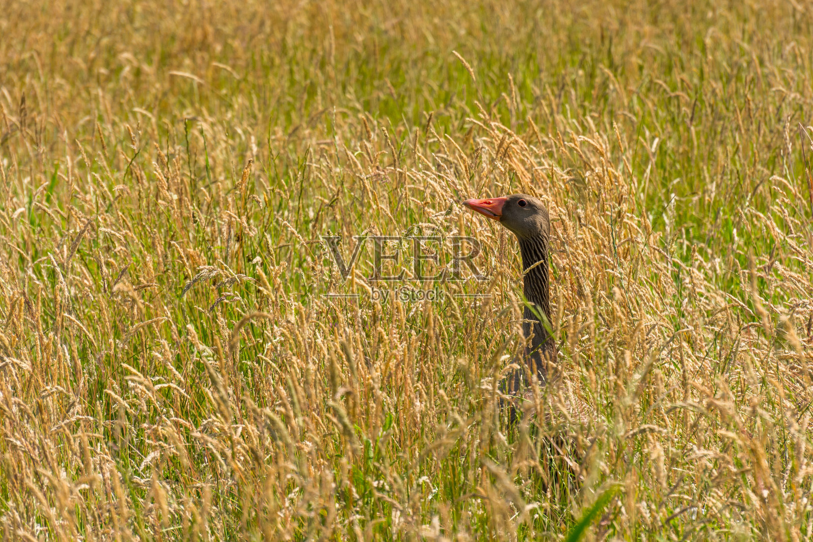 鹅在警报照片摄影图片