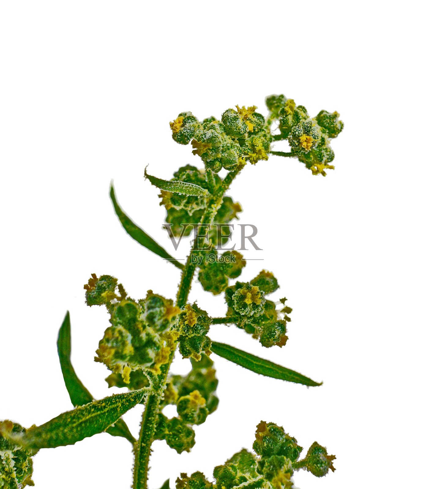 宏。Orach鲜花,花粉。照片摄影图片