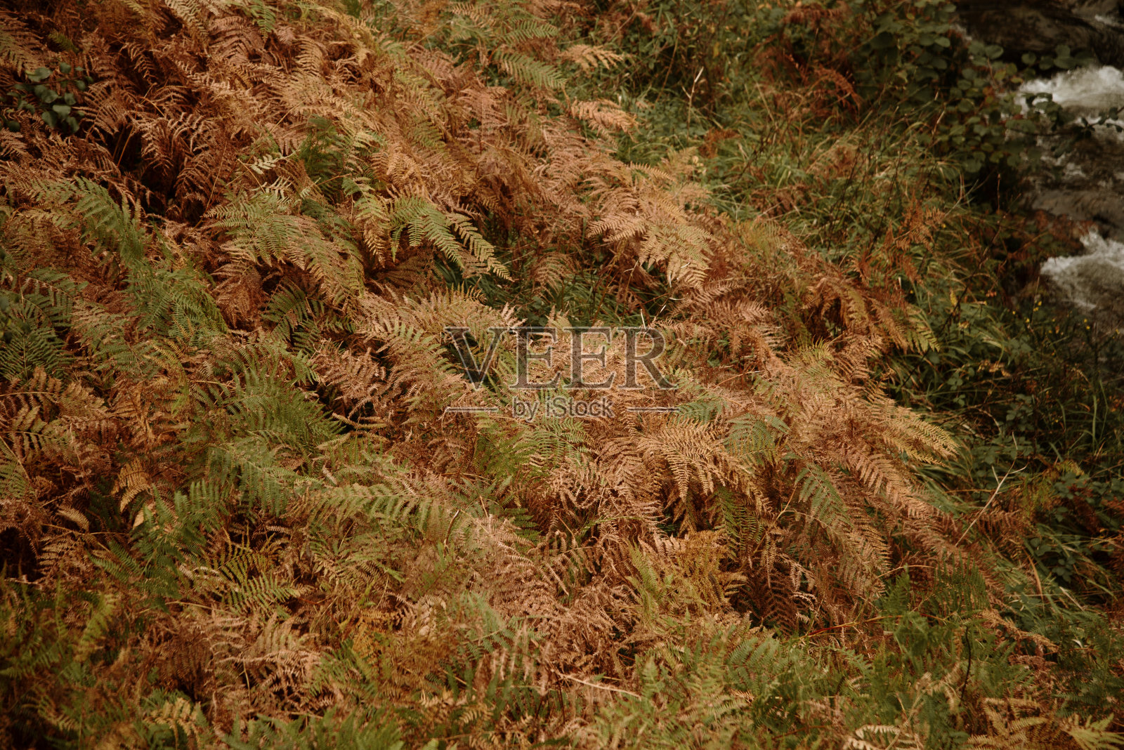 带有秋天色彩的蕨类植物照片摄影图片