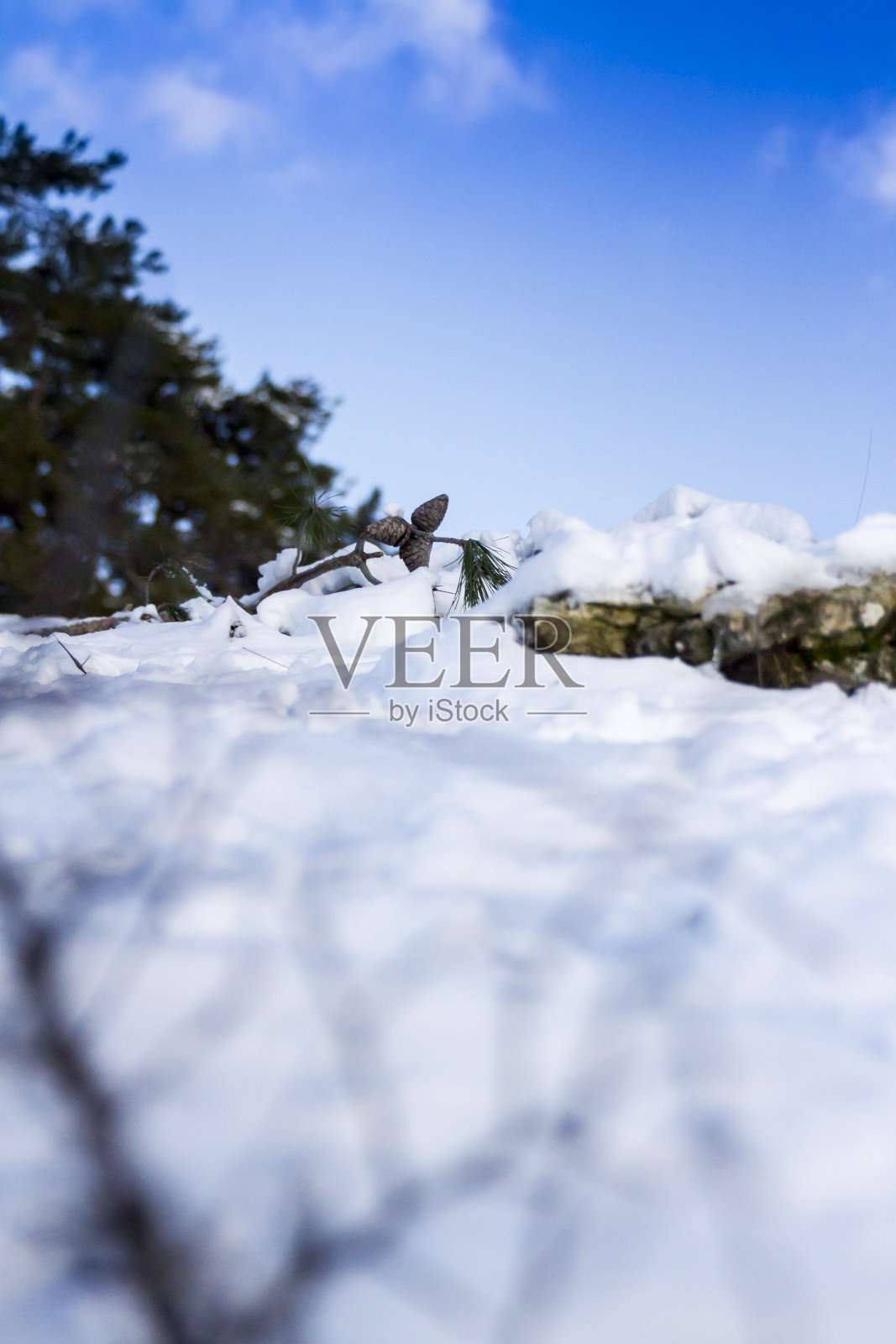 雪地上的三颗松果照片摄影图片