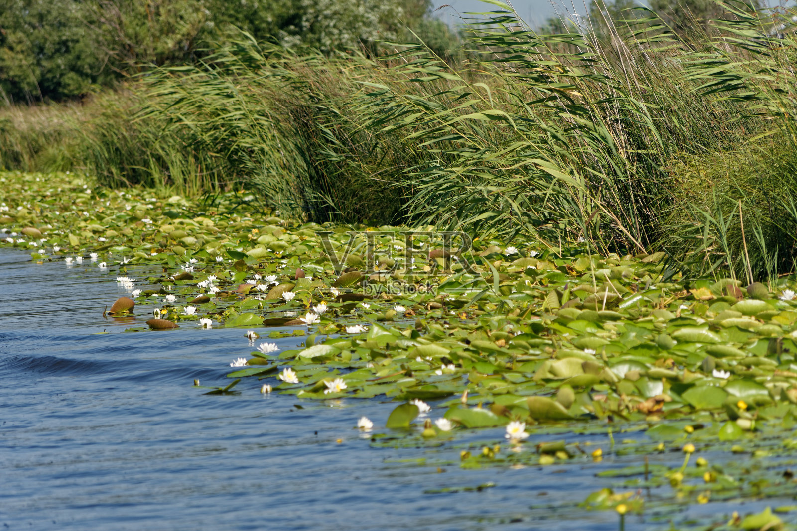 睡莲照片摄影图片