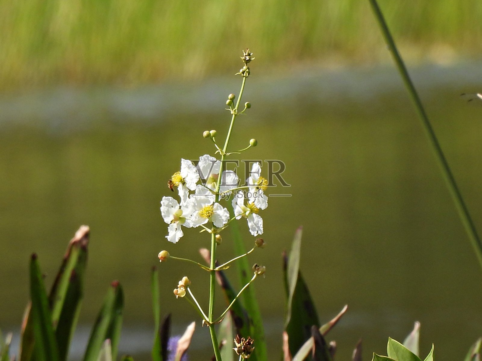 鸭薯(慈姑)花和未开放的芽照片摄影图片