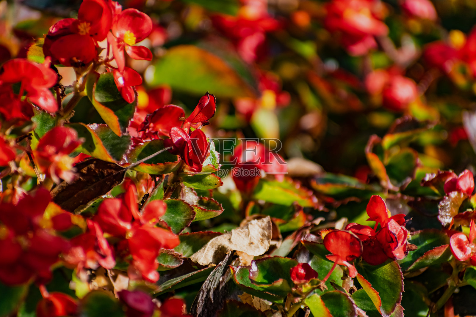 美丽多彩的花在植物和灌木上。颜色组合和花束不同的形状,大小和品种与绿色的叶子。照片摄影图片