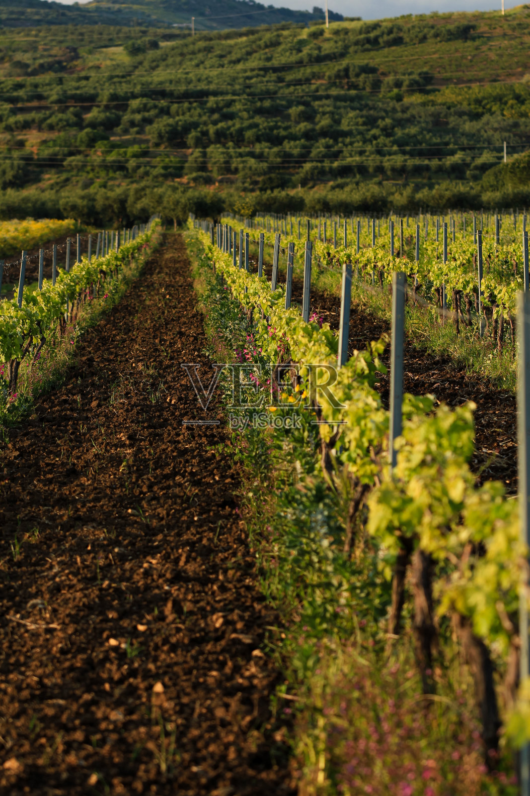 春日之前葡萄园,垂直方向,选择性聚焦照片摄影图片