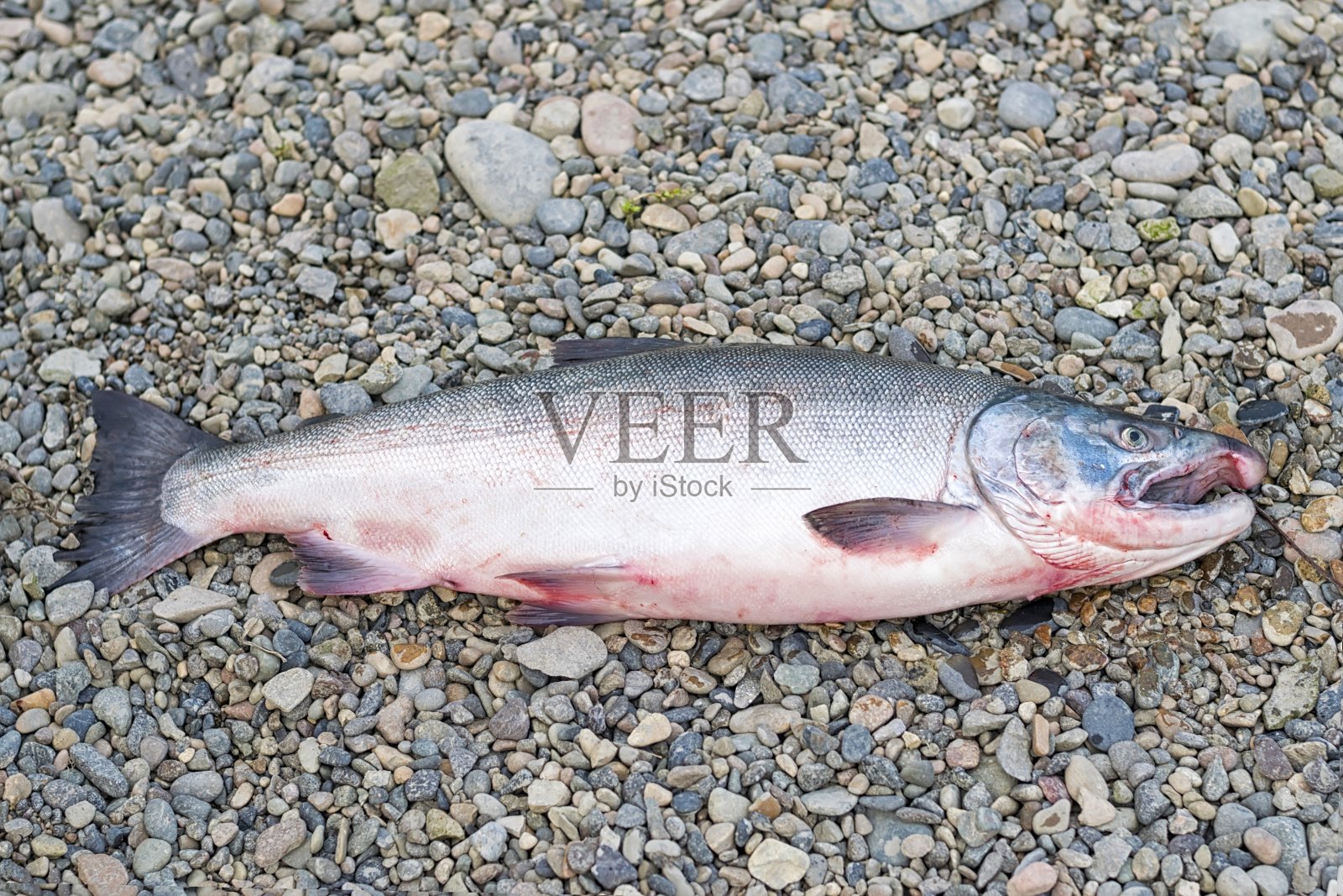 新鲜捕获银鲑鱼(Oncorhynchus kisutch)。照片摄影图片