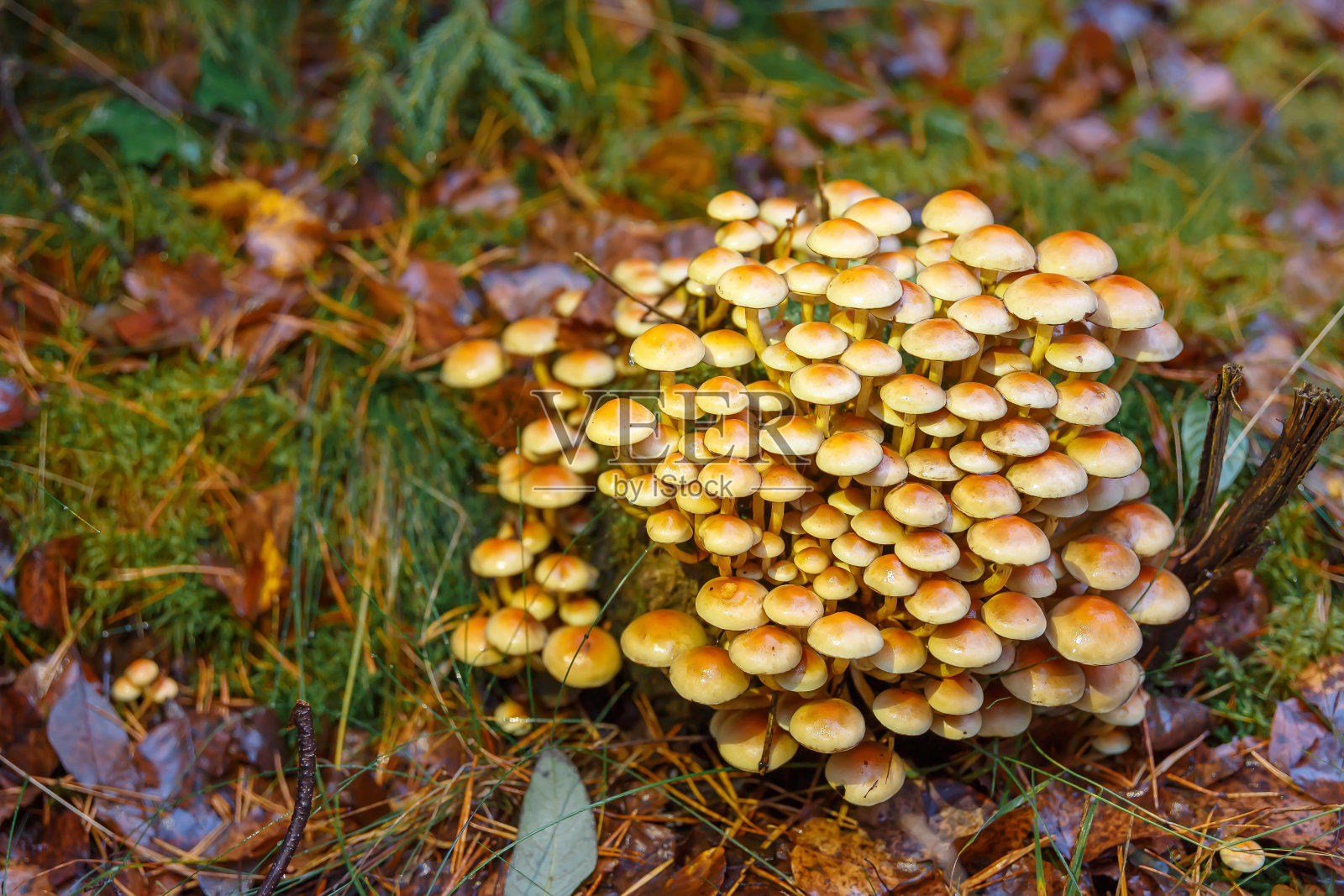 蜜环菌——一种长在一个腐烂的树桩上的蘑菇。照片摄影图片