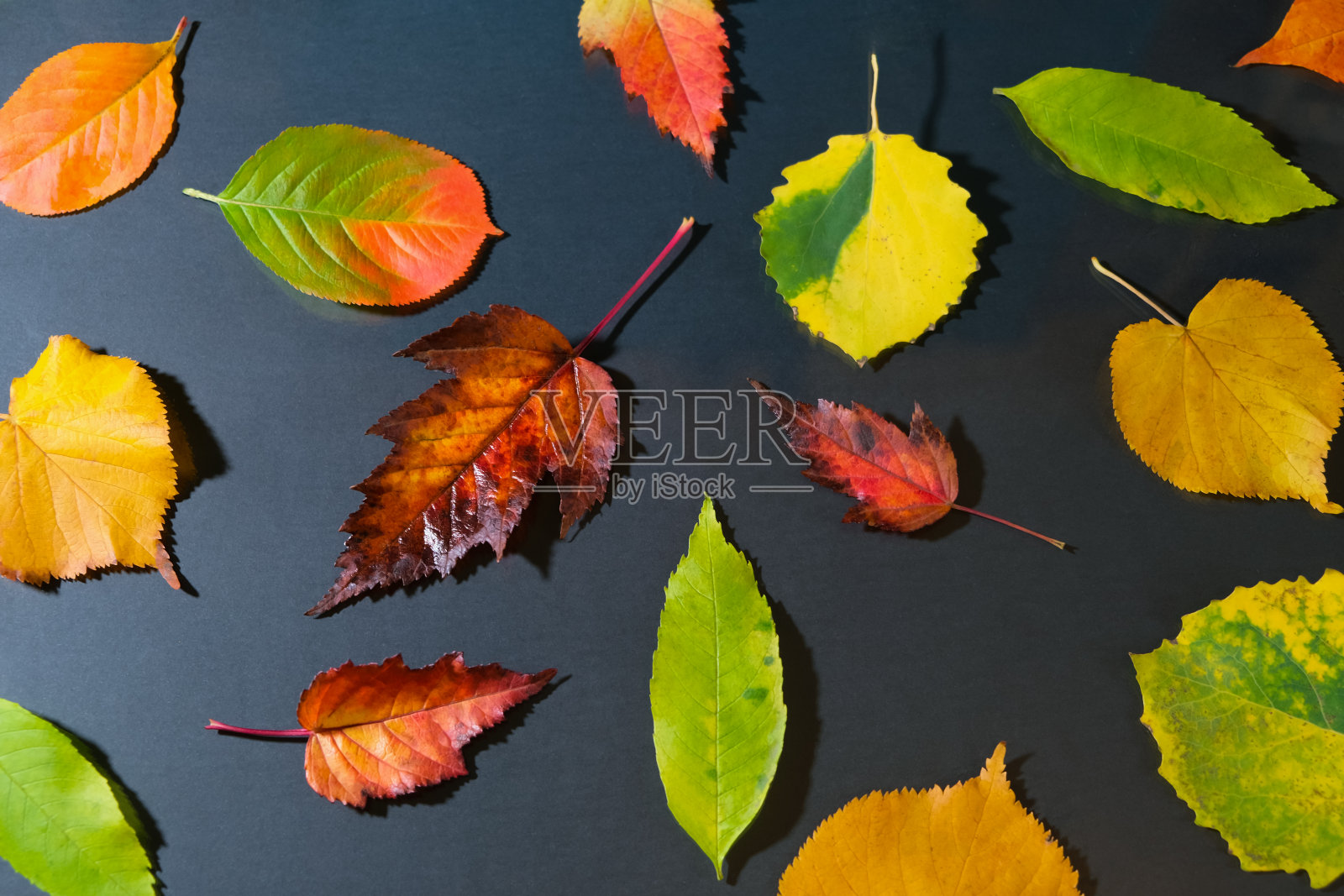 秋天彩色的叶子在一个黑色的背景。照片摄影图片