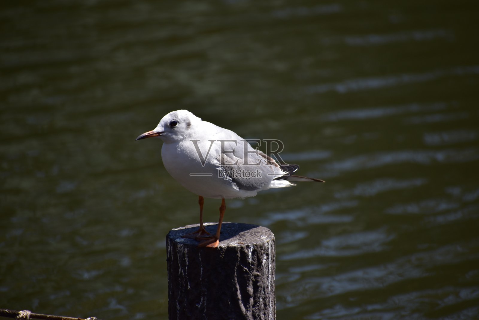 黑人领导的海鸥照片摄影图片