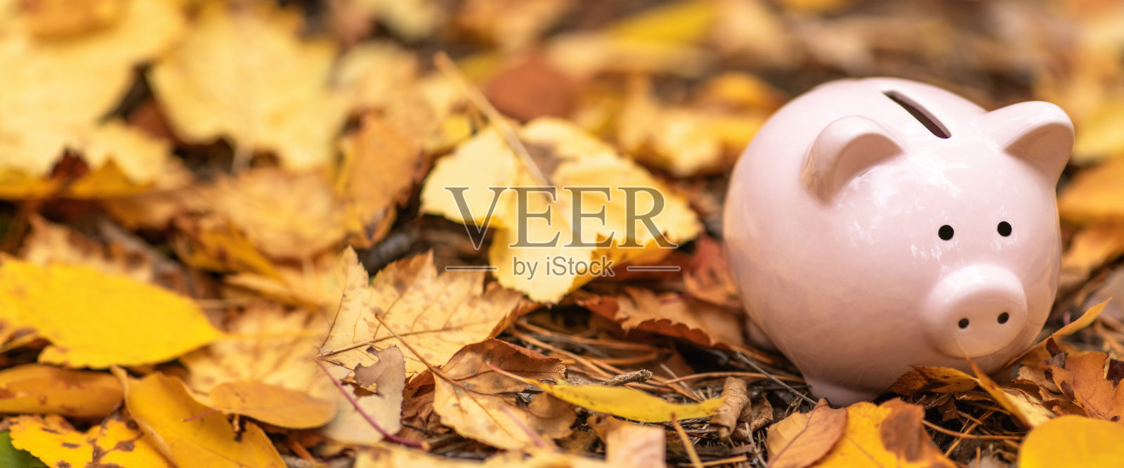 粉红色的储蓄罐在秋天的地上落叶。秋天的背景。横幅。照片摄影图片