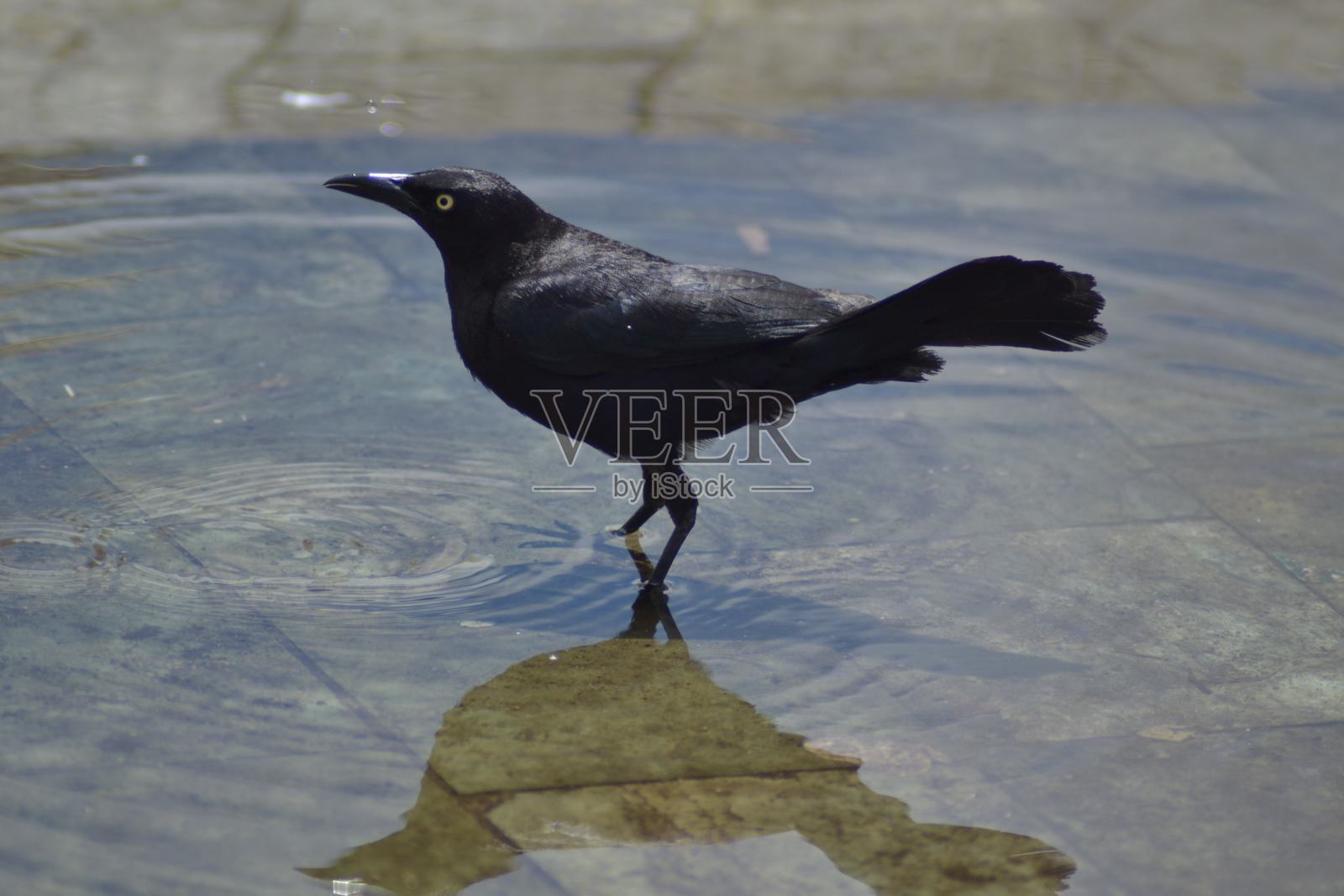 小鸟照片摄影图片