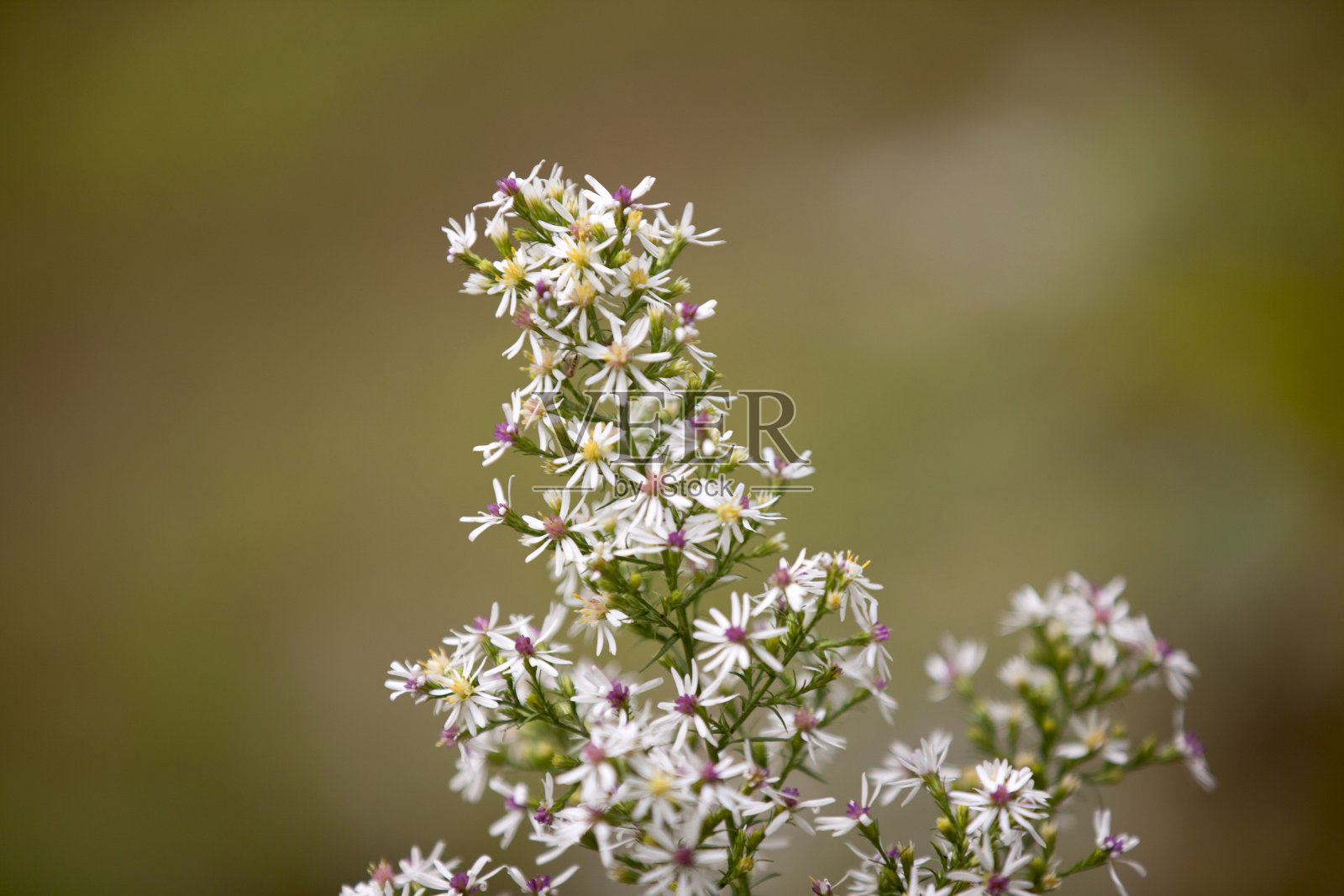 在安大略省公园的一条徒步小径上生长着鲜花。照片摄影图片