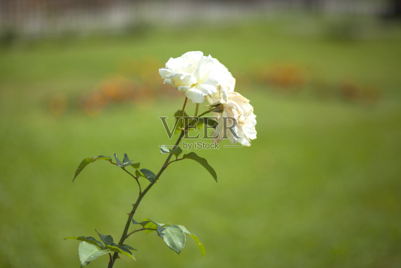 白色玫瑰在绿色的花园里照片摄影图片