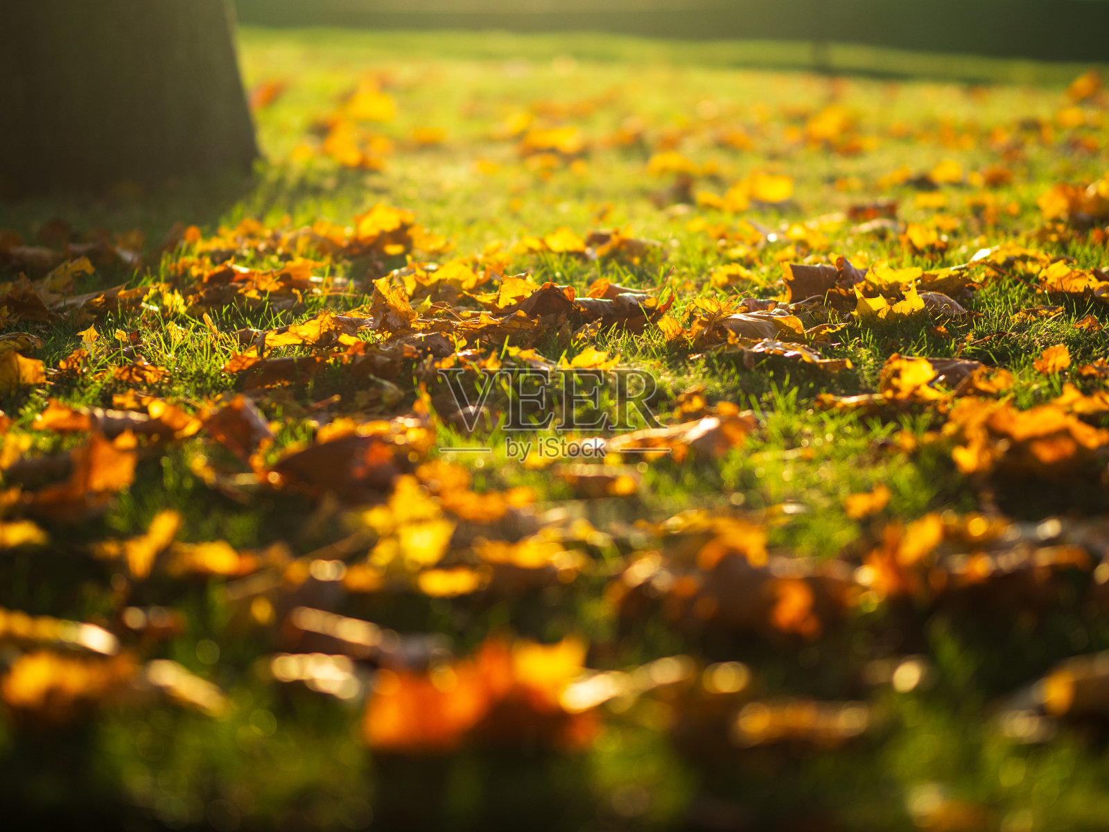 枫叶秋天的叶子在公园的草地上照片摄影图片