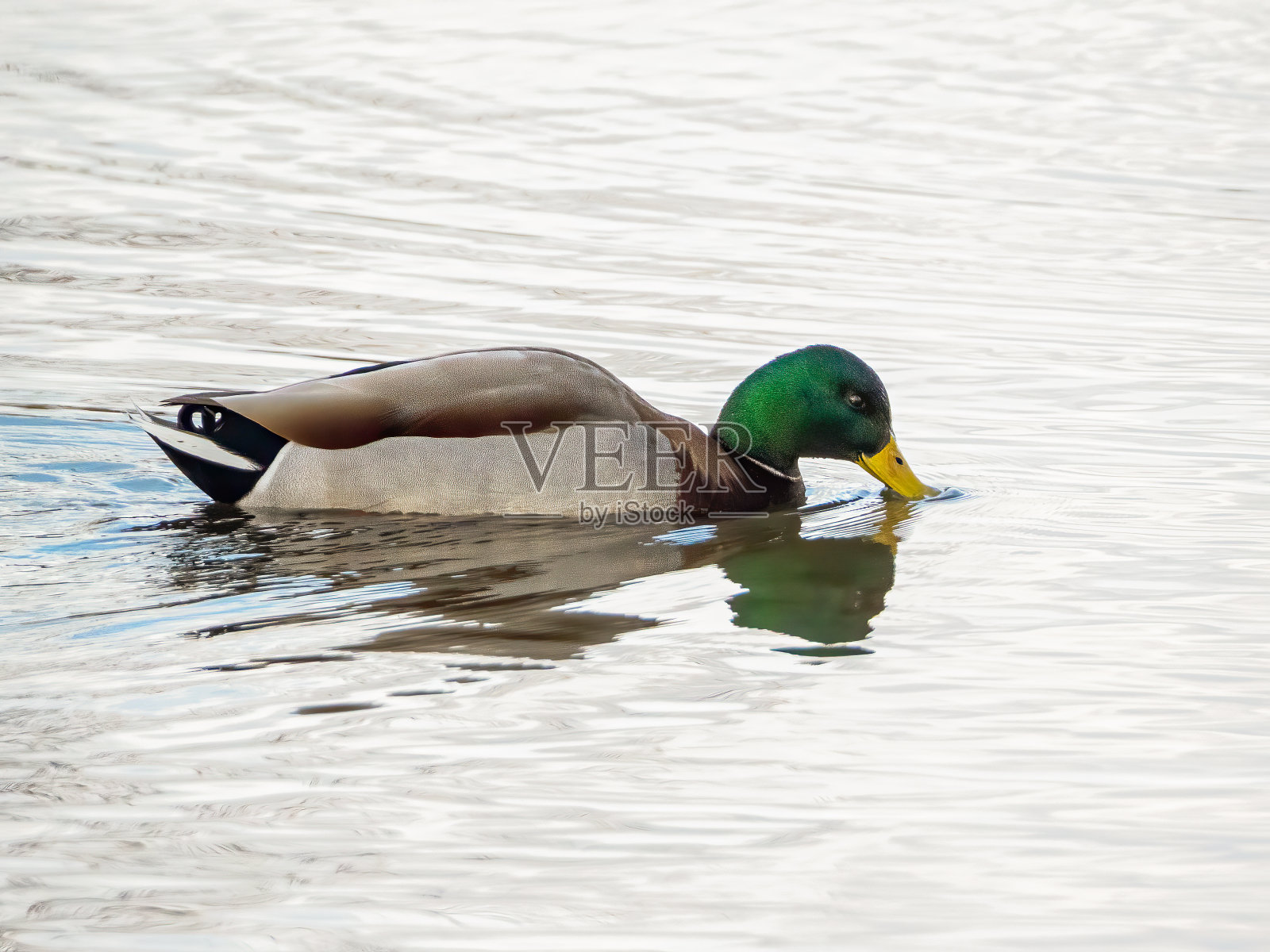 公野鸭游泳和浸泡在水里的嘴照片摄影图片