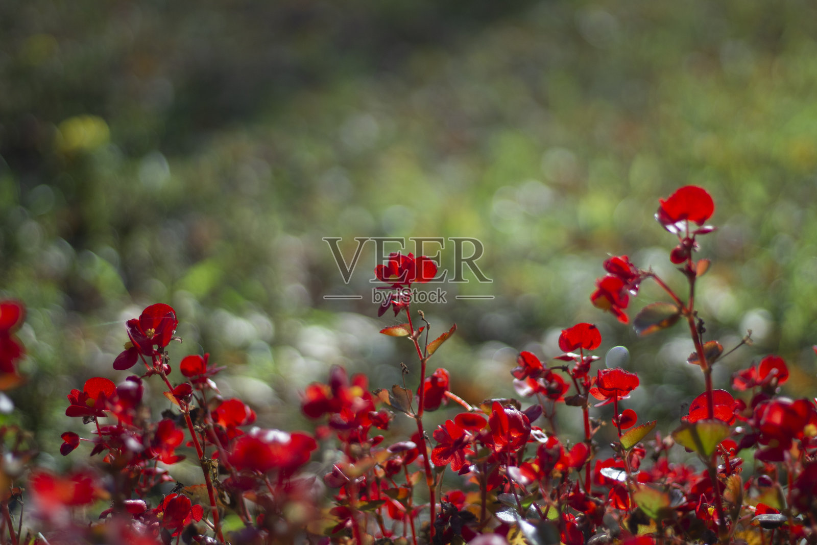 阳光下红色的小花。照片摄影图片