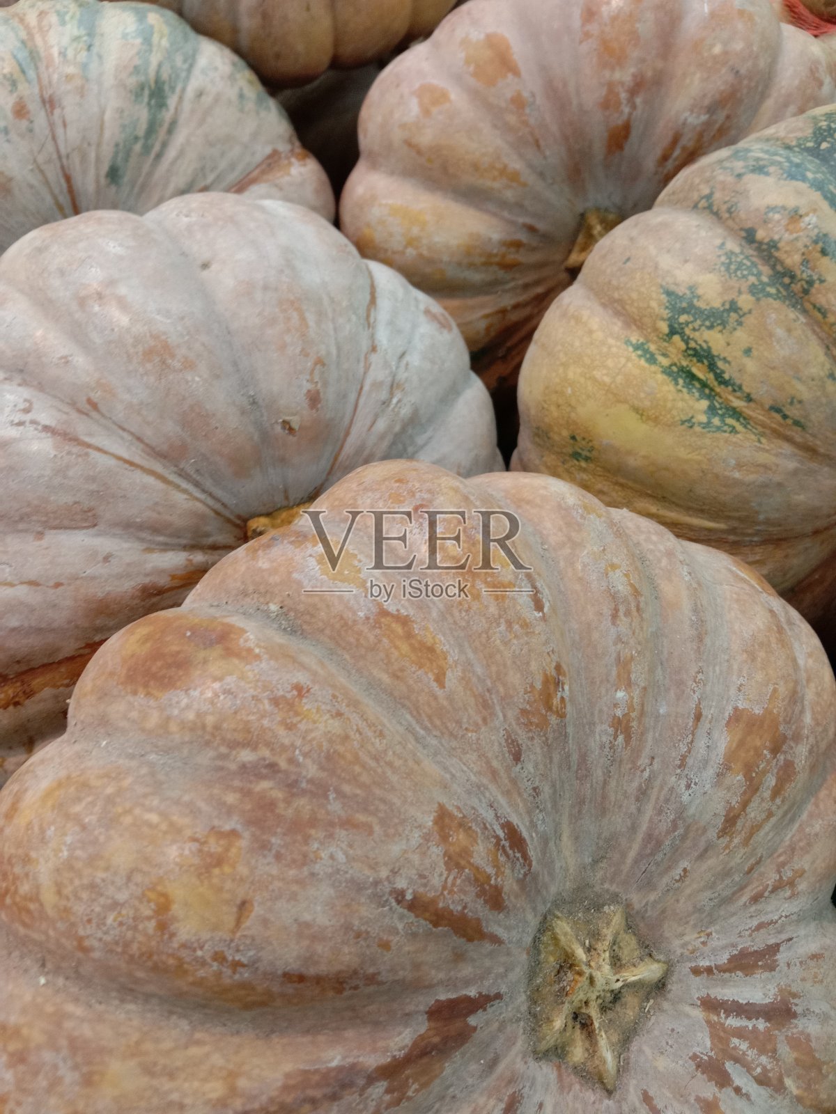 普姆金照片摄影图片