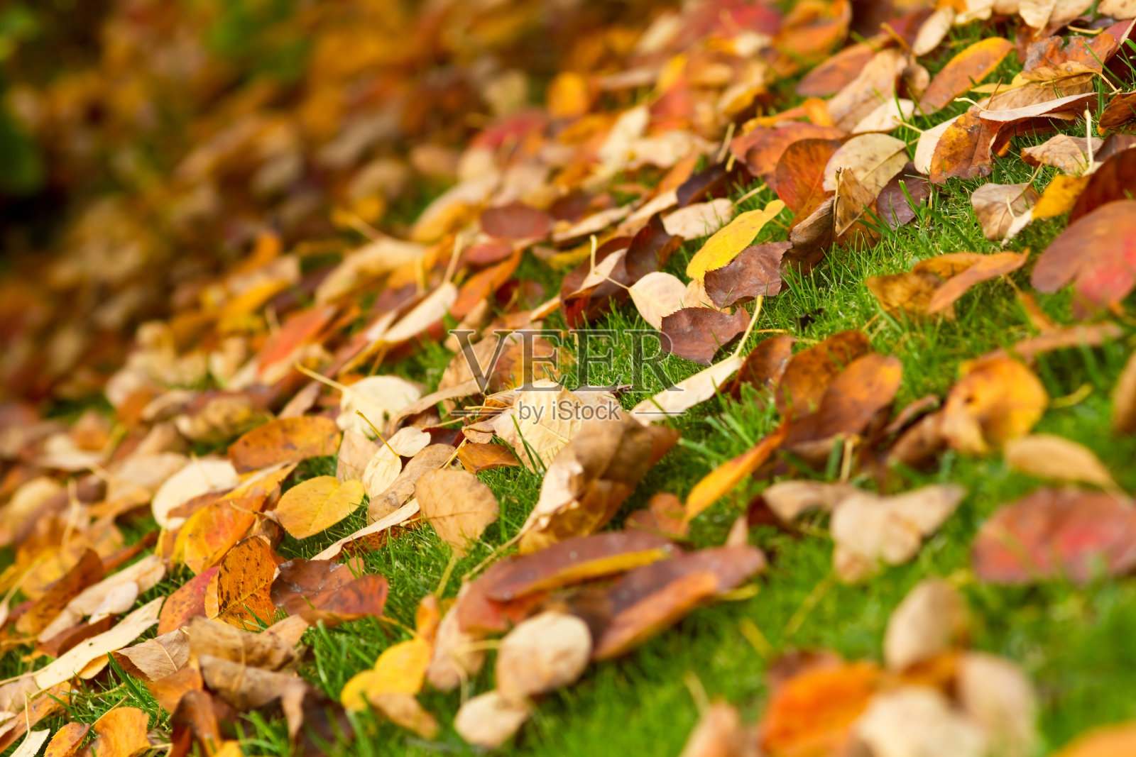 绿草上的秋叶照片摄影图片