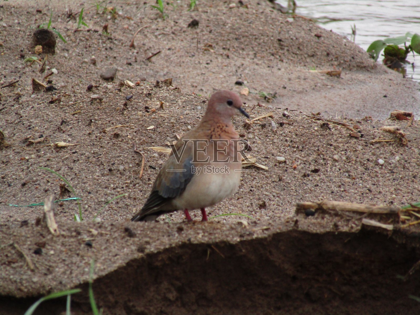 鸟在哪里照片摄影图片