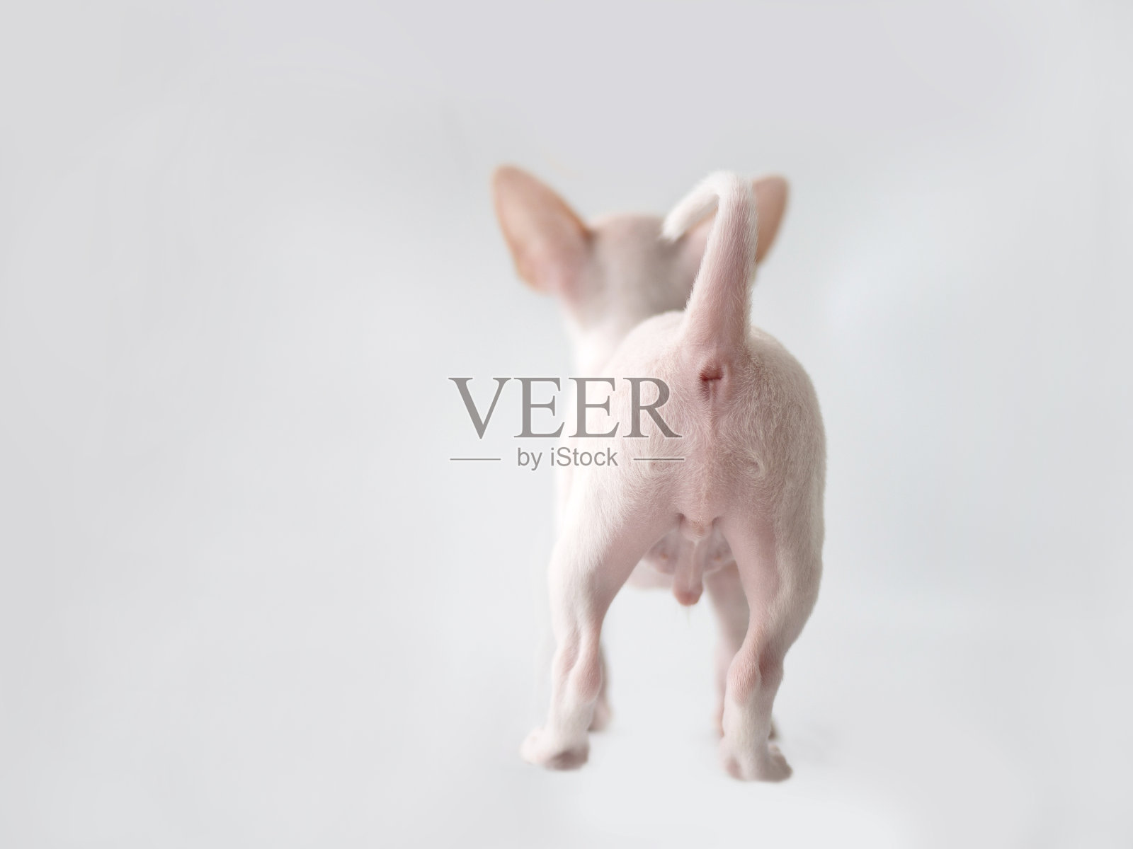 白色背景上的白色小狗,可爱的吉娃娃站在工作室里照片摄影图片