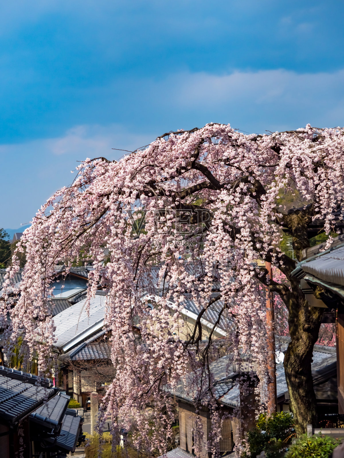 春景在京都三坂坡照片摄影图片