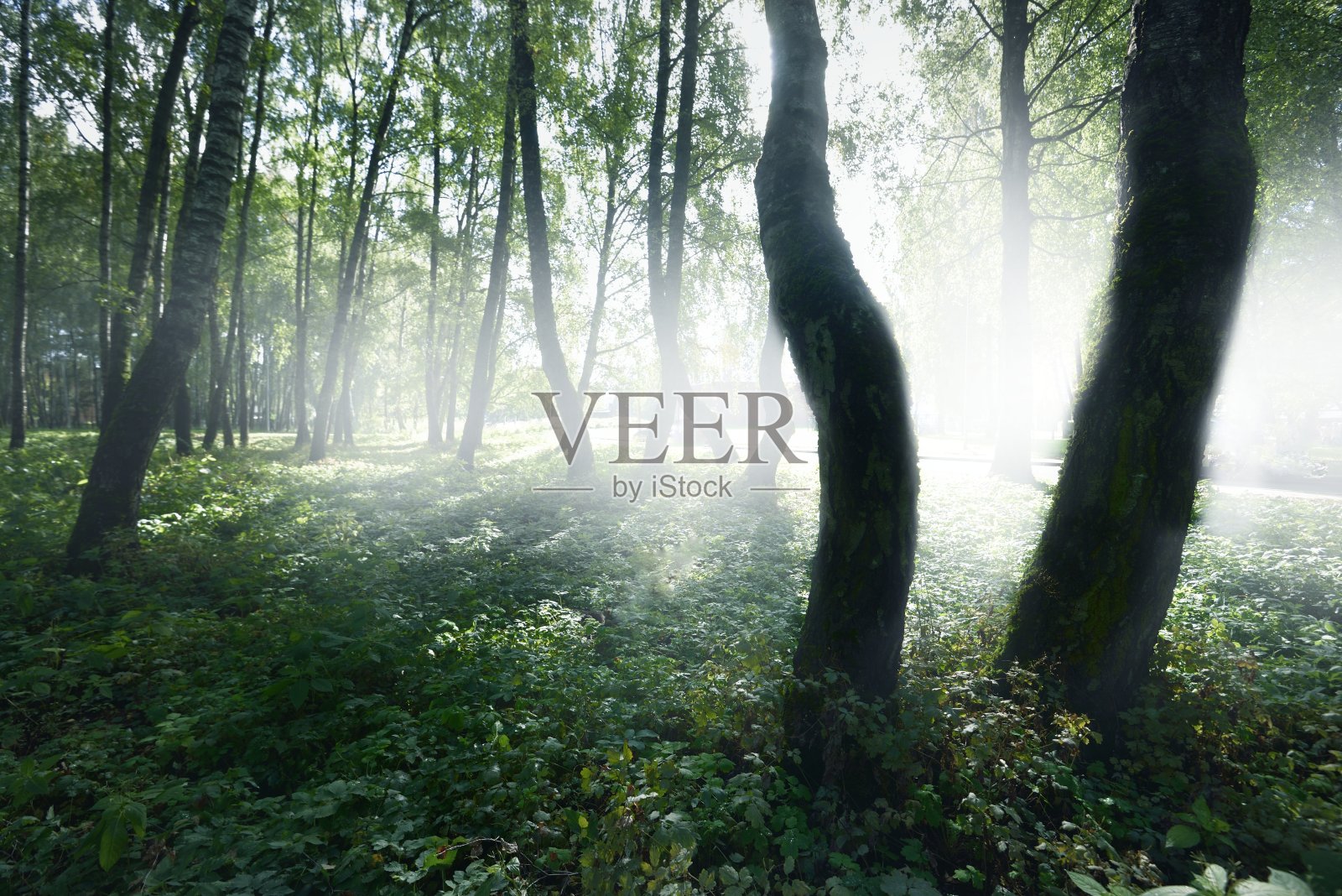 在一个晴朗的日子里,绿色的桦树林。对外开放的公园。树干特写。纯粹的阳光,日光,阳光。生态、生态旅游、北欧步行、景观设计、景观美化照片摄影图片