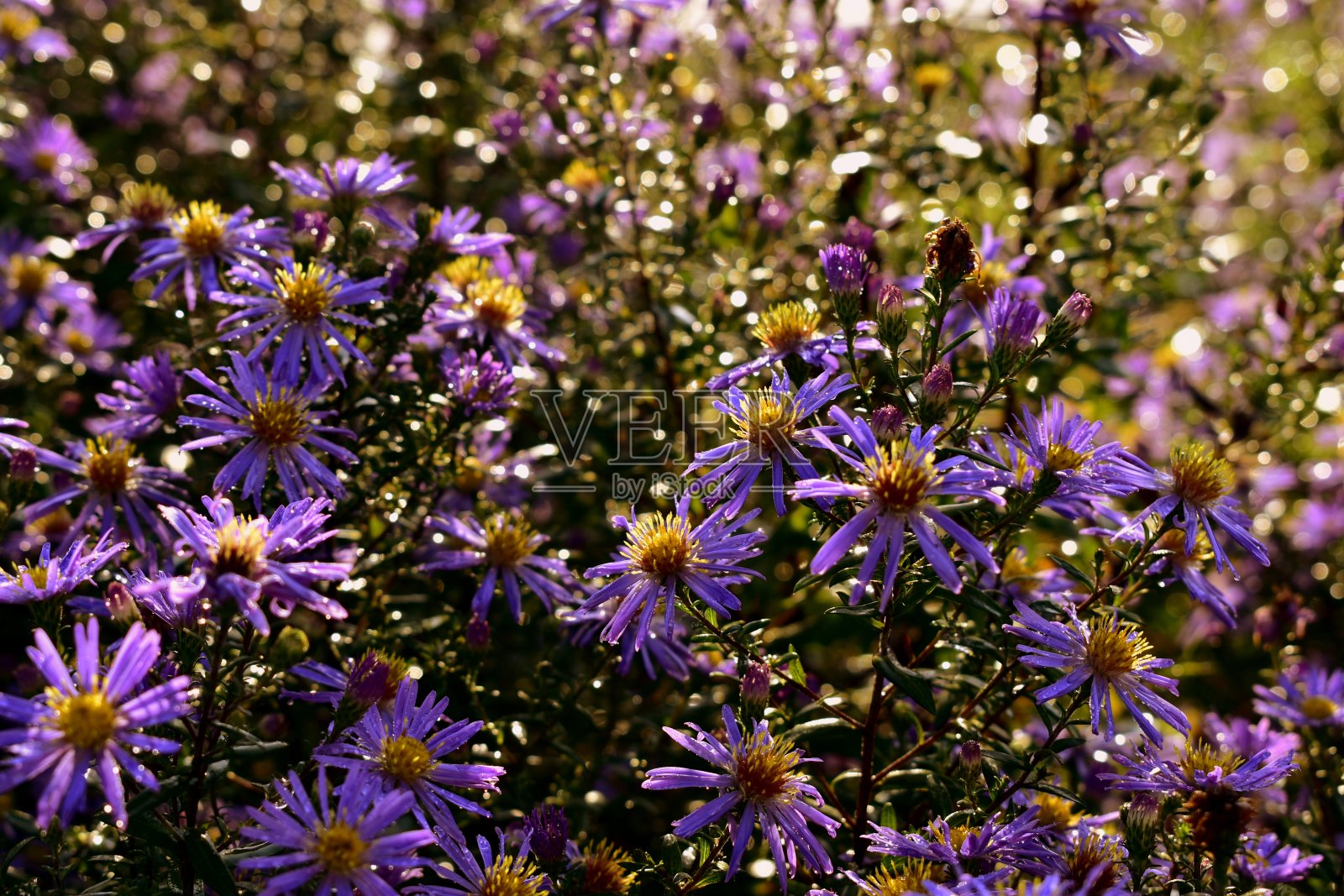 紫色的花在阳光下经过晨雨照片摄影图片