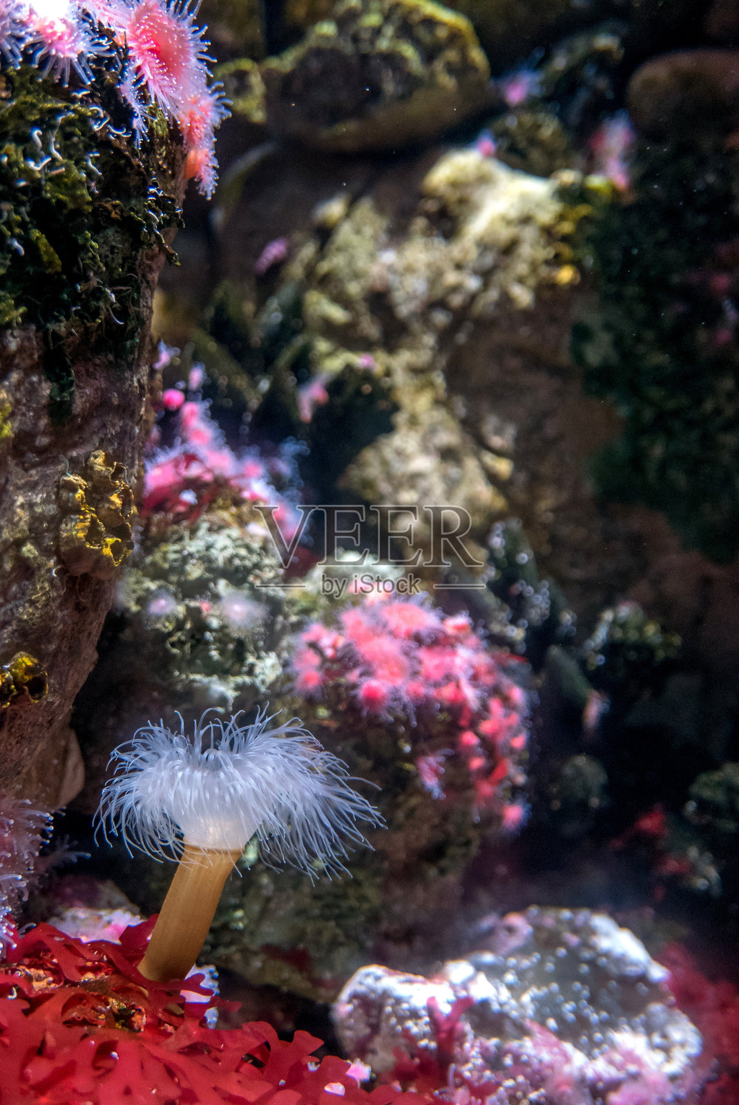 葡萄牙里斯本城的发现者。浪漫的欧洲周末。Oceanario葡京的照片摄影图片