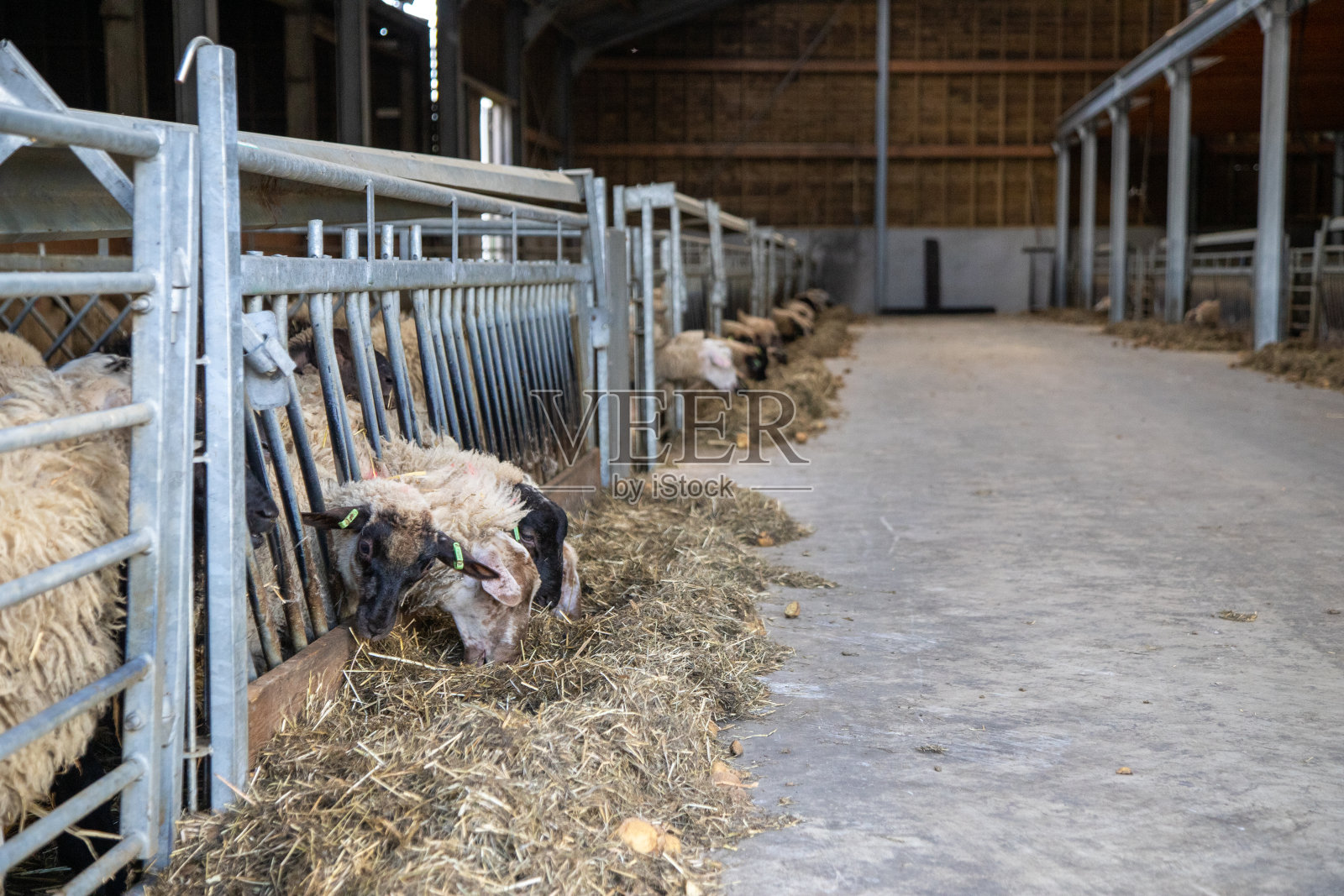 羊在牲棚里看着摄像机,一边喂土豆照片摄影图片
