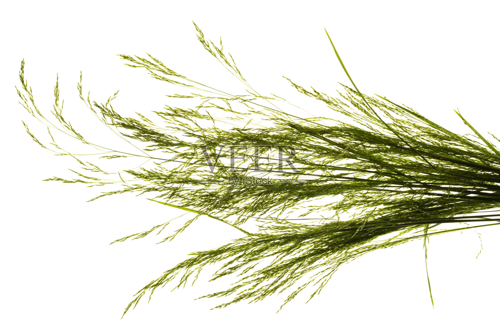 白色背景上盛开的年轻夏季草照片摄影图片