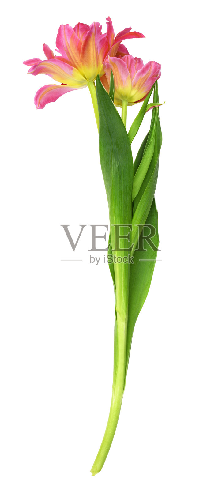 珊瑚和黄色的郁金香花照片摄影图片