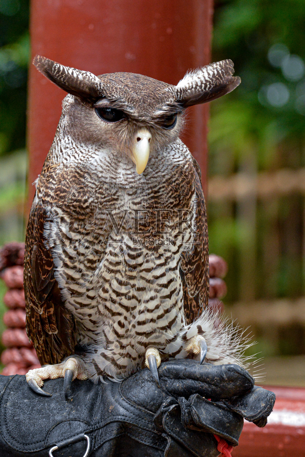 可爱的猫头鹰照片摄影图片