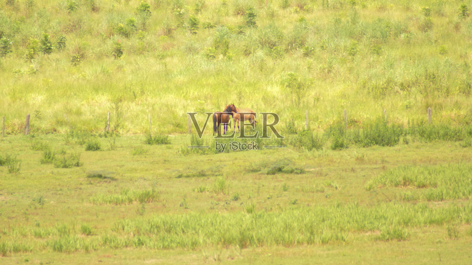 棕色的马照片摄影图片