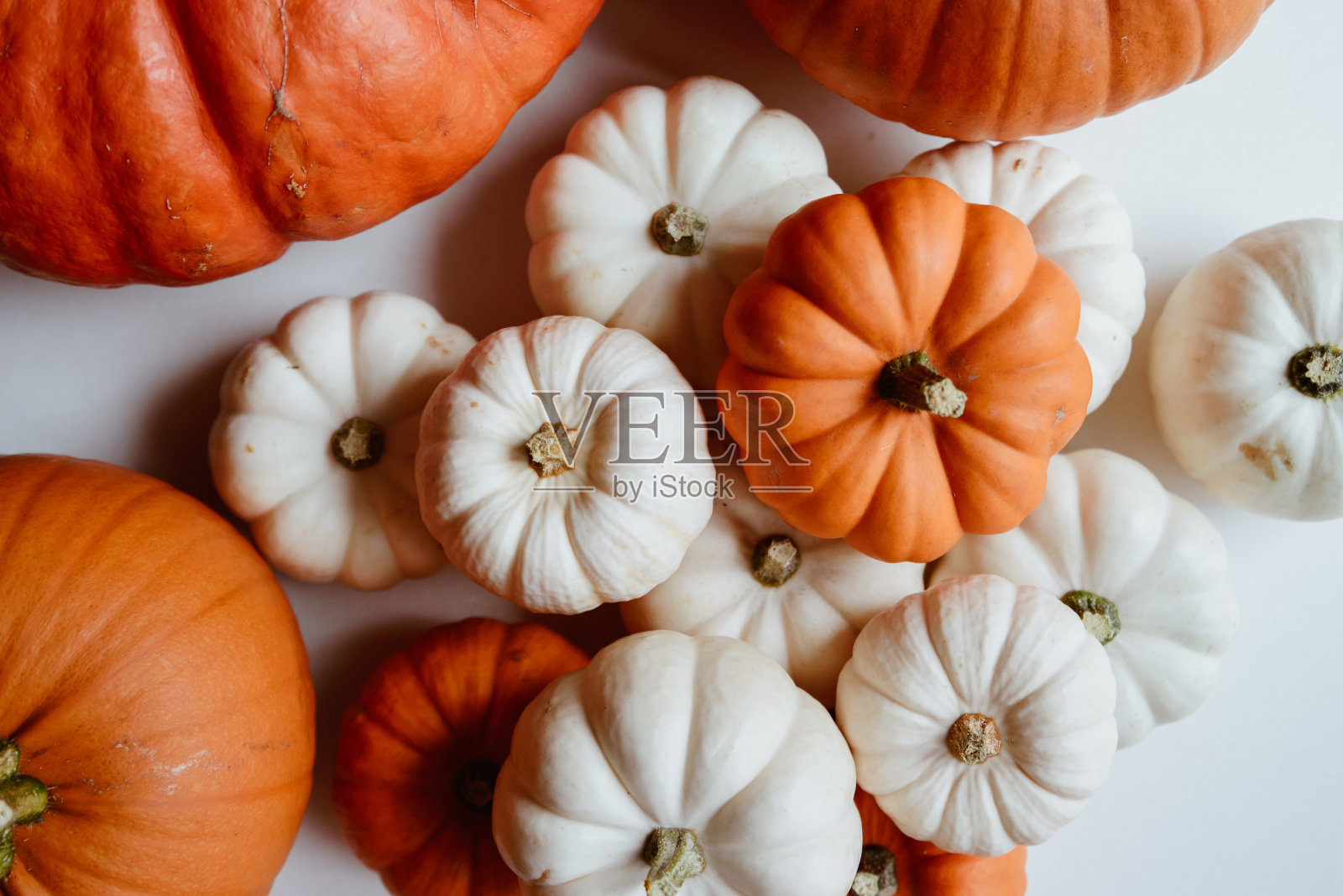 许多橙色和白色的南瓜在白色的背景。万圣节的概念。照片摄影图片