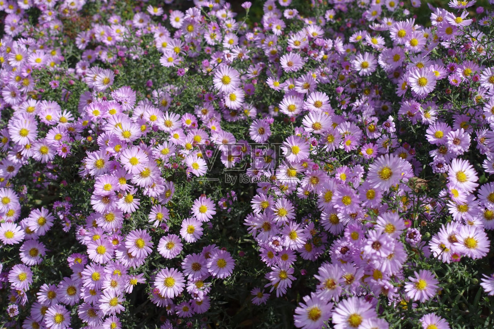 10月中旬,粉红色的米夏雏菊开着粉红色的小花照片摄影图片