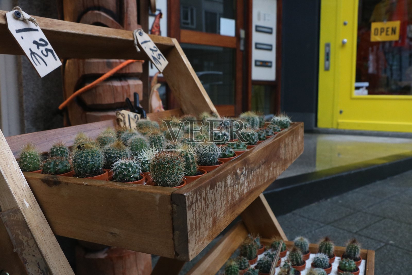 阿姆斯特丹商店里的小仙人掌照片摄影图片