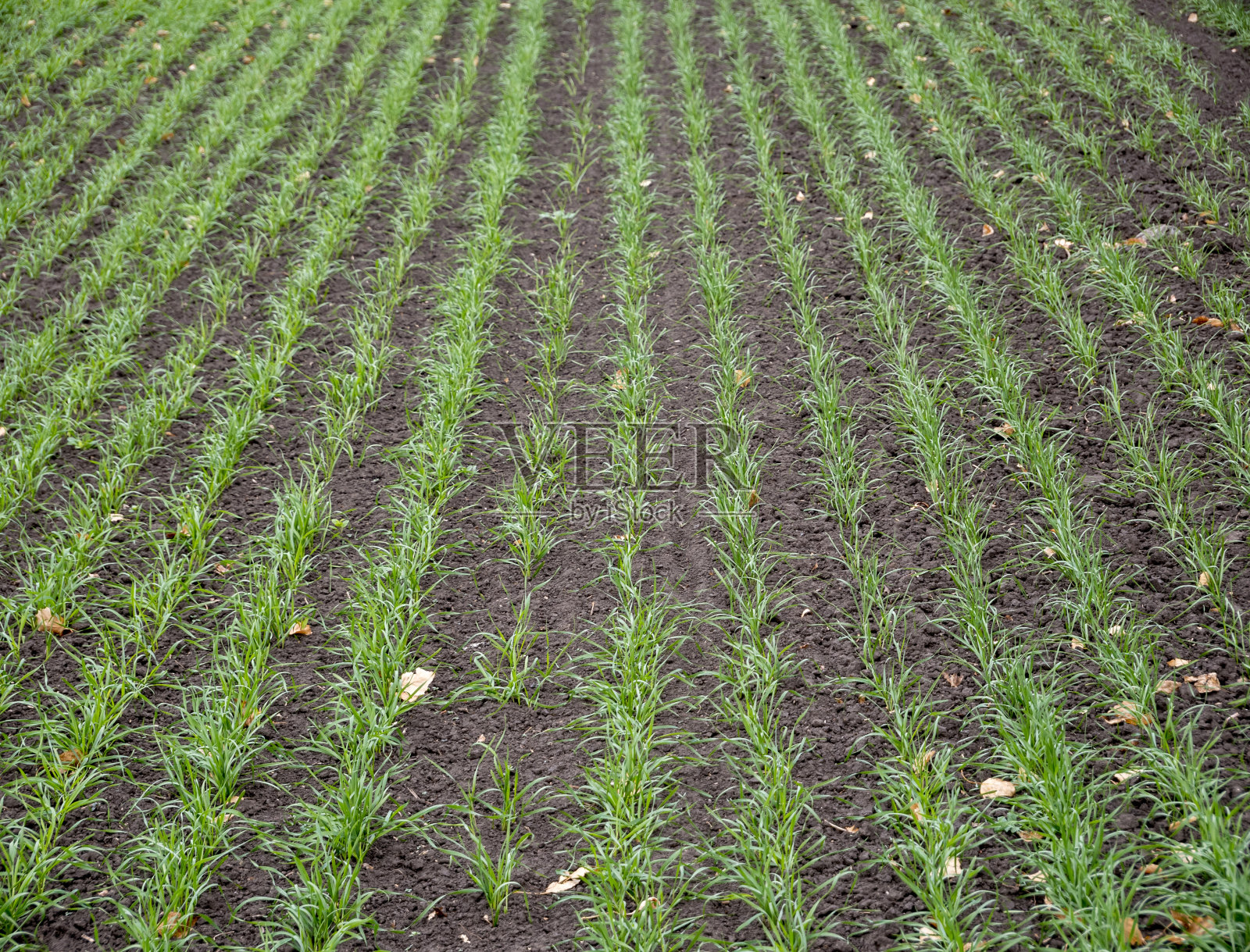 绿色的麦田里有冬小麦照片摄影图片