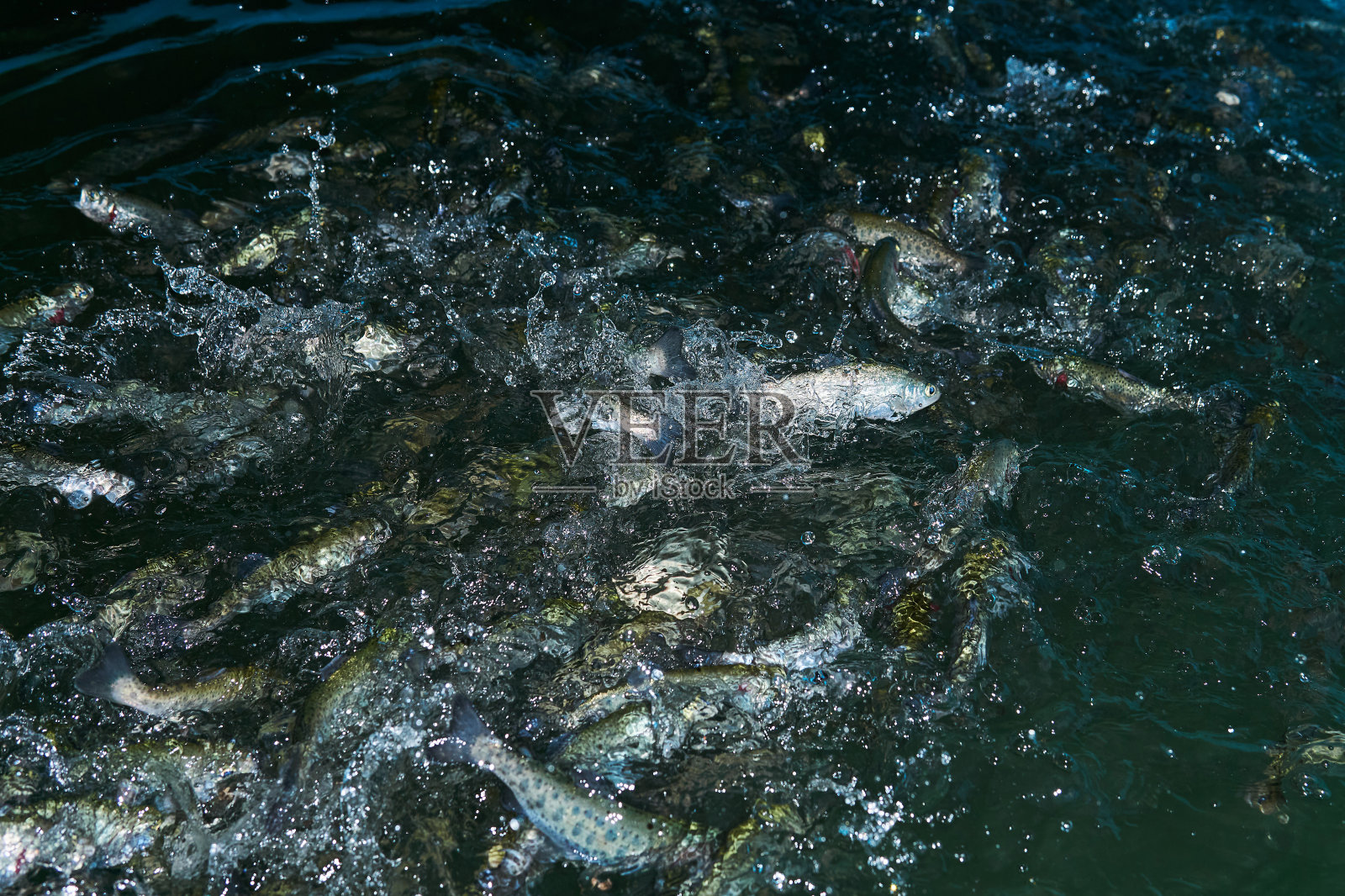 鳟鱼在渔场里扑水等待喂食照片摄影图片