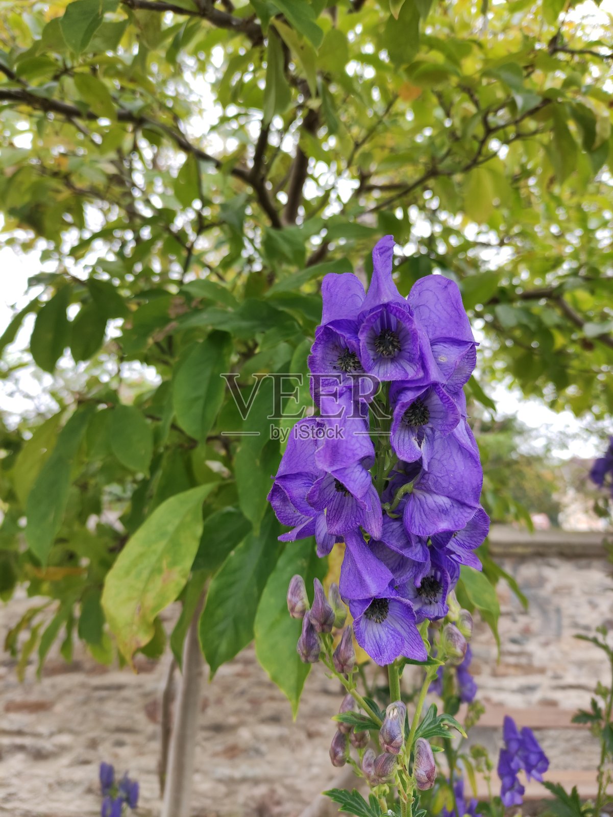 紫色的花照片摄影图片