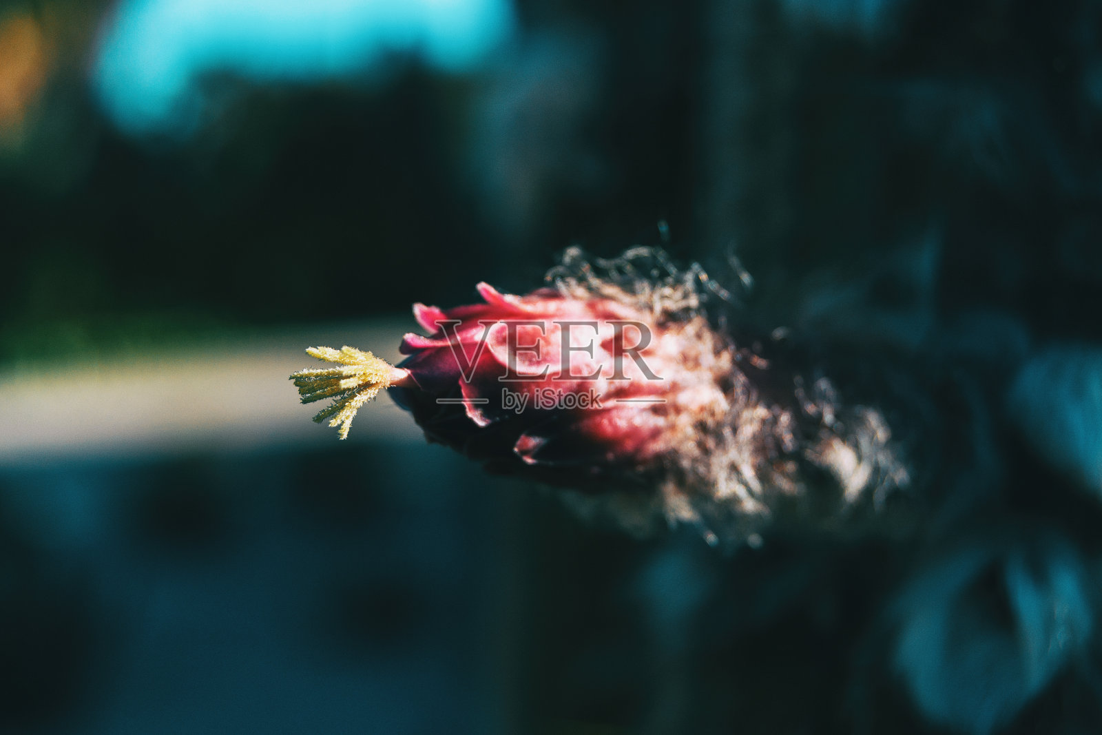 一种仙人掌的粉红色闭花雄蕊的细节照片摄影图片