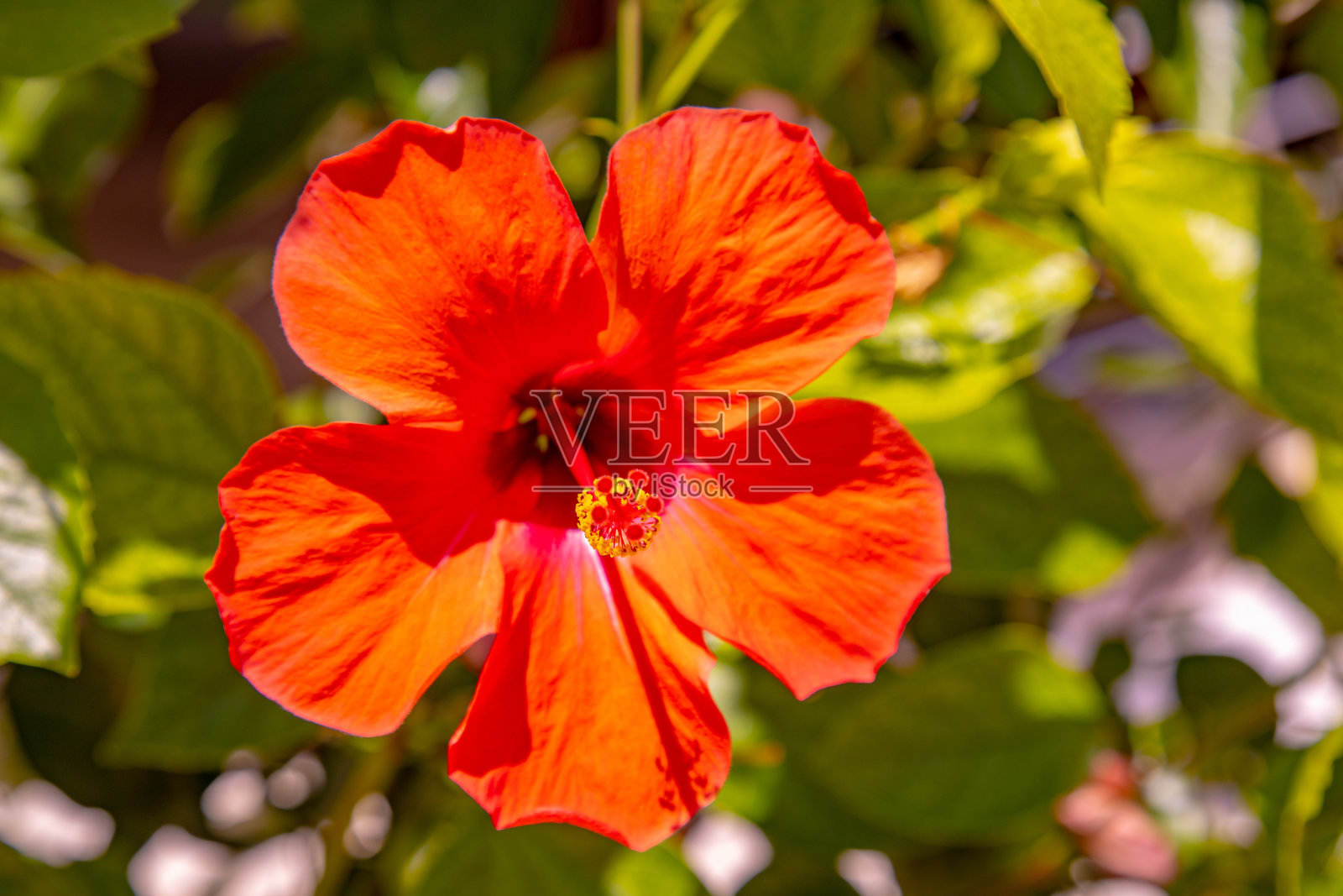 芙蓉花生长在夏威夷度假住宅的灌木丛中。照片摄影图片