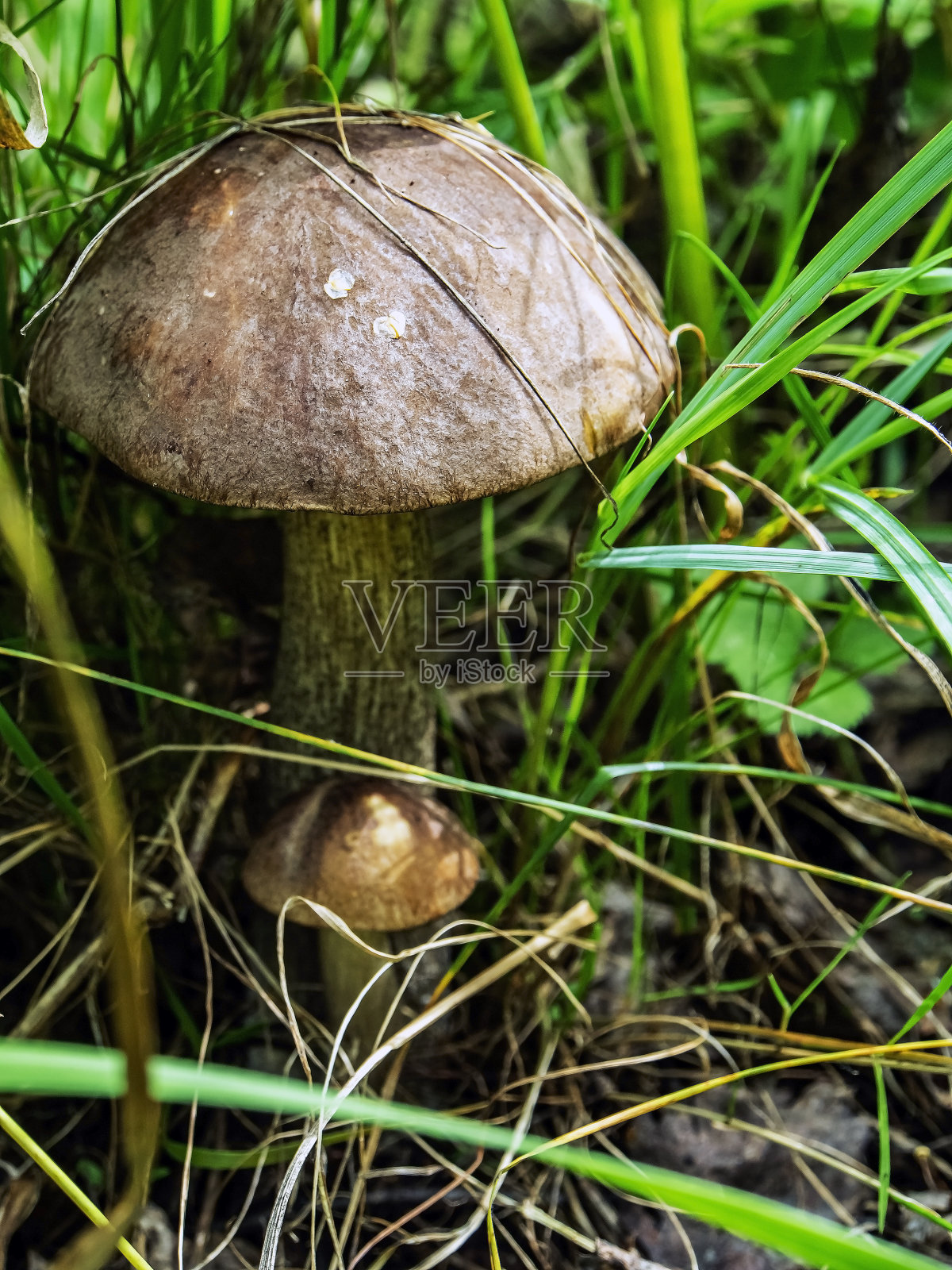 食用蘑菇,拉丁名Leccinum scabrum,宏观,狭窄的焦点地带照片摄影图片