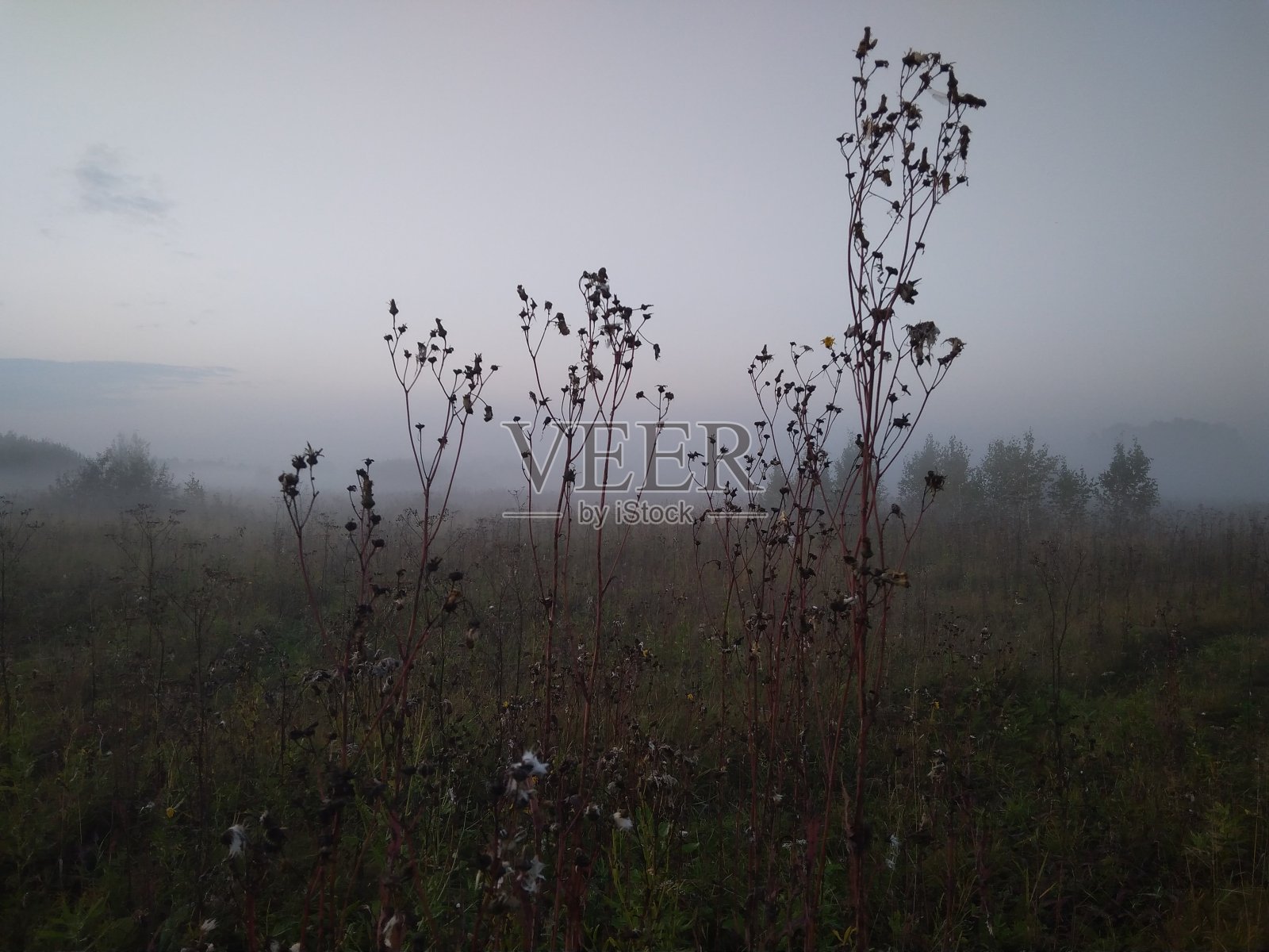 秋天的清晨,田野里的枯草间弥漫着雾气照片摄影图片