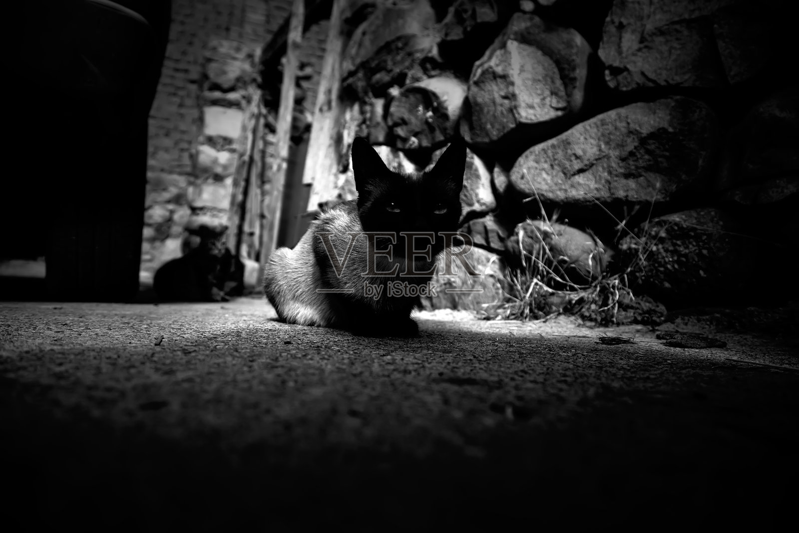 街上的暹罗猫照片摄影图片