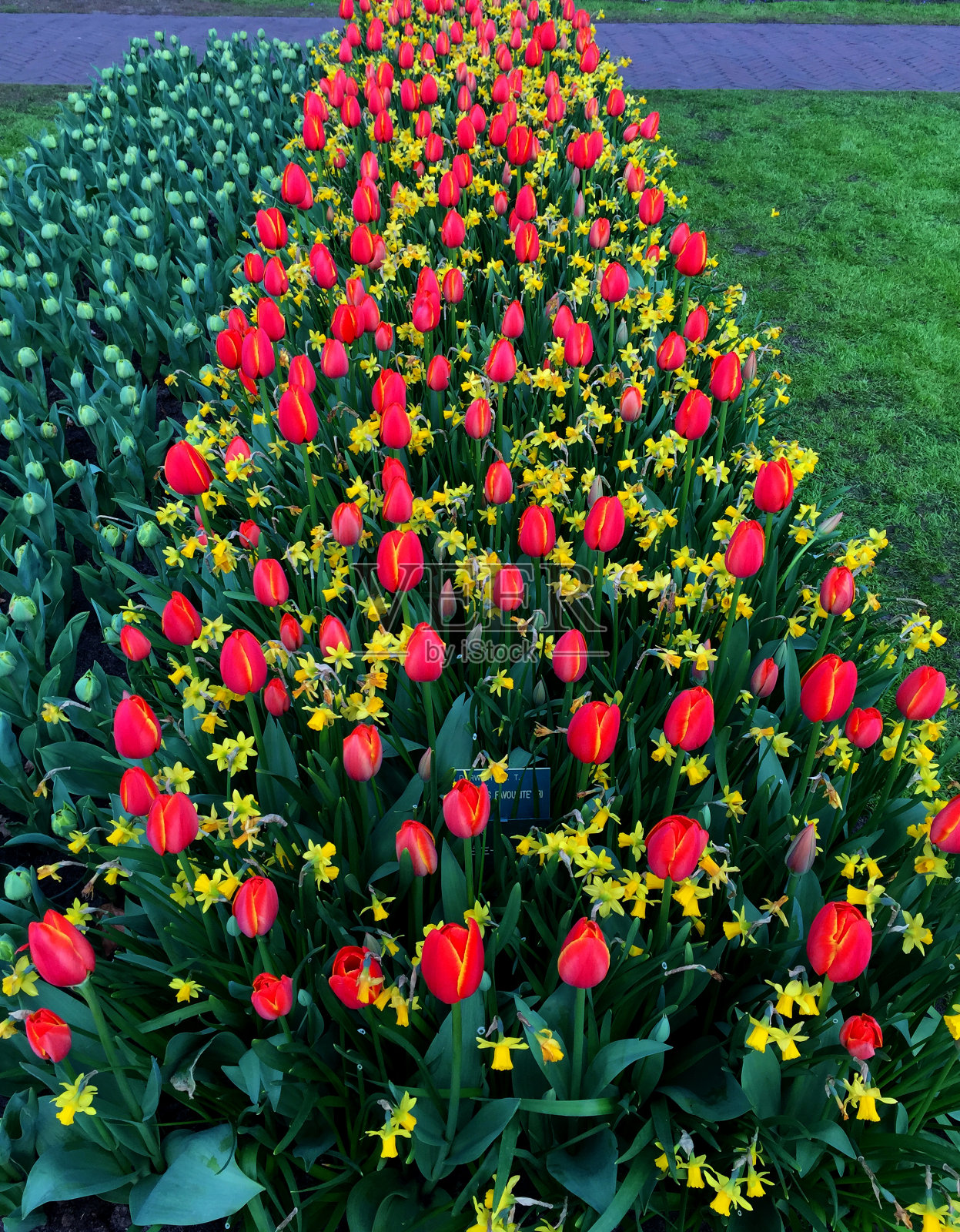 花园在荷兰照片摄影图片