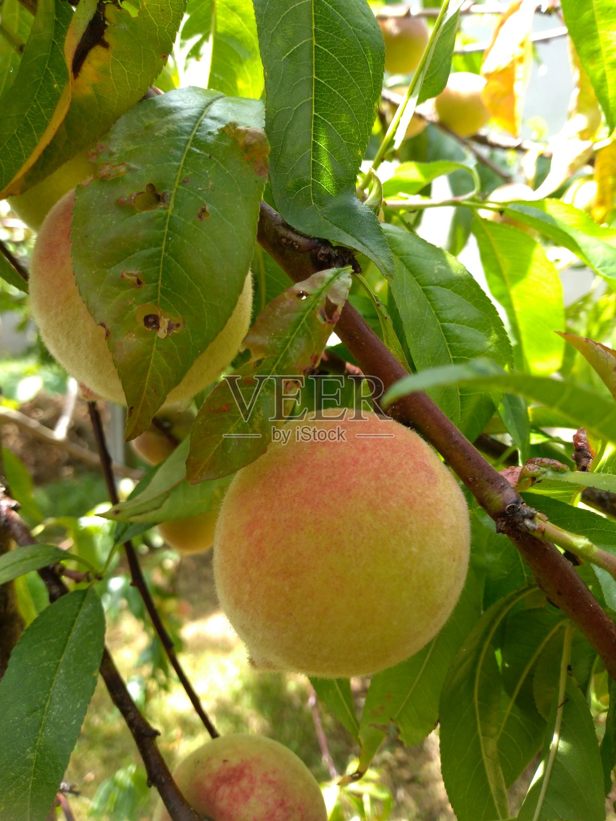 桃树照片摄影图片