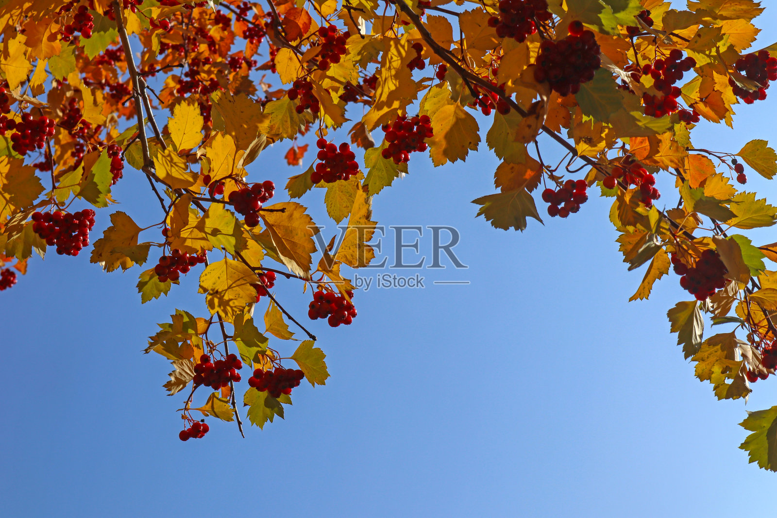 红色的浆果和黄色的山楂叶。照片摄影图片