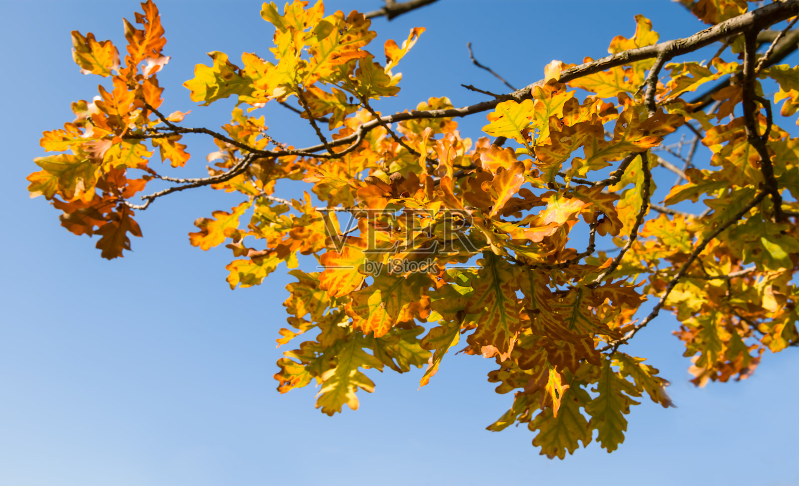 特写红色橡树枝在蓝天的背景照片摄影图片