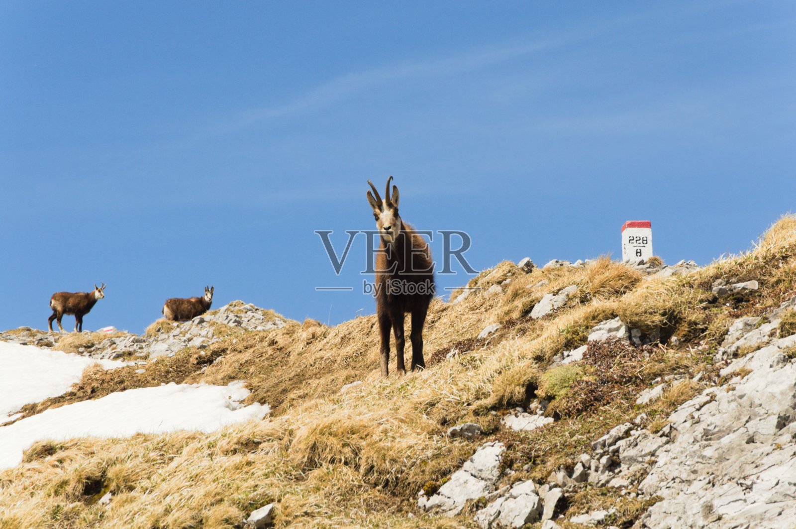 波兰塔特拉山脉中的岩羚羊。照片摄影图片